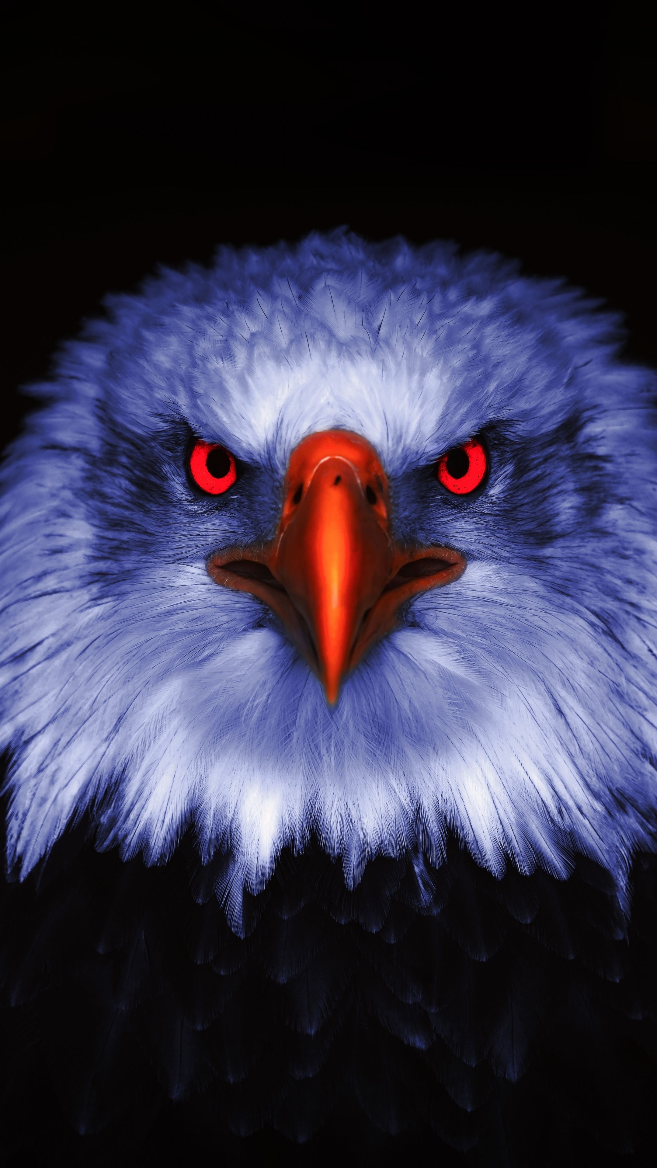 Eagle, Raptor, red eyes, close up wallpaper. Eagle wallpaper, Eagle image, Eagle picture