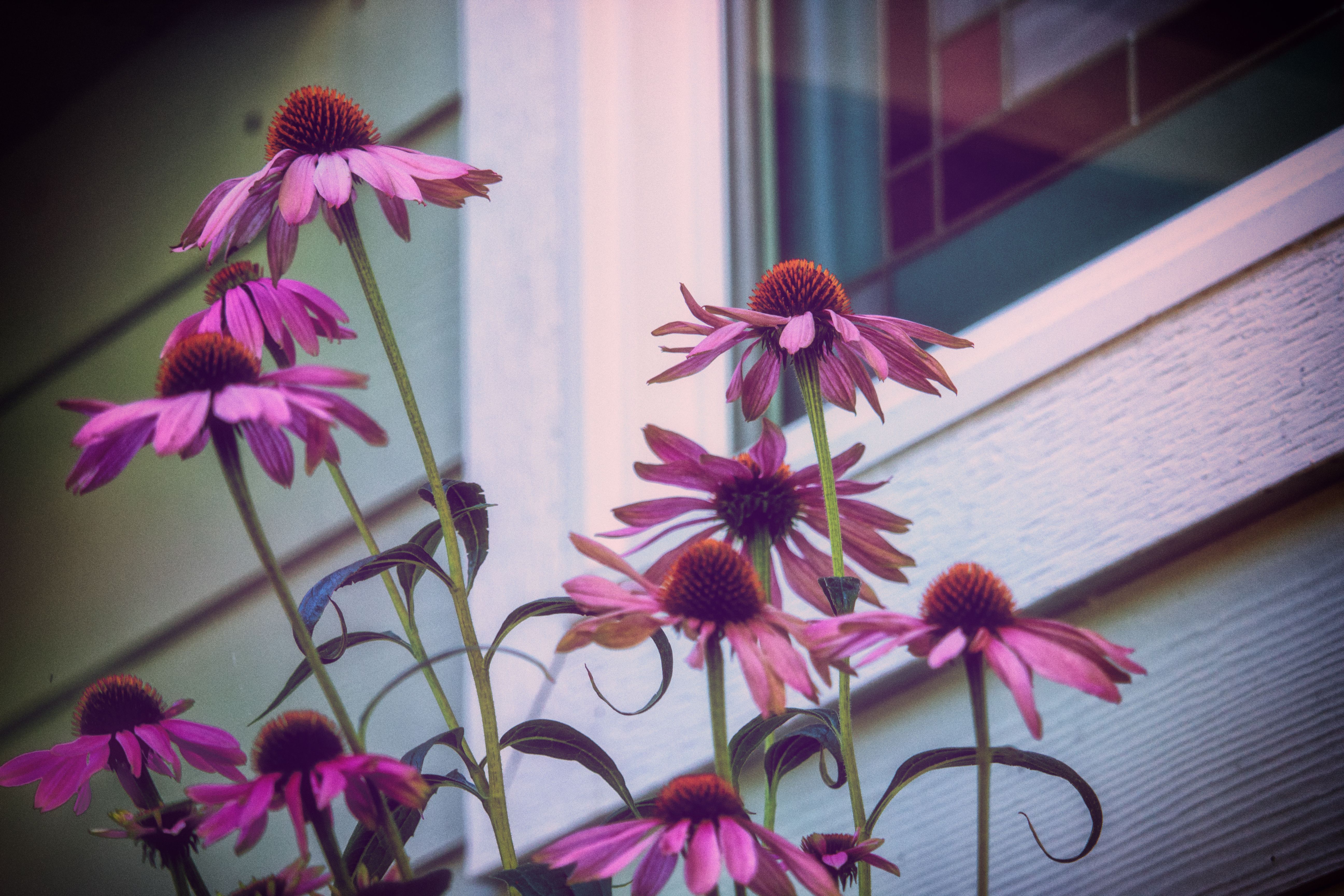 Wallpaper, pink, summer, window, glass, washington, state, pacific, northwest, echinacea, sequim, stained, deck, porch, wa, coneflower, olympic, peninsula, rosea 5184x3456