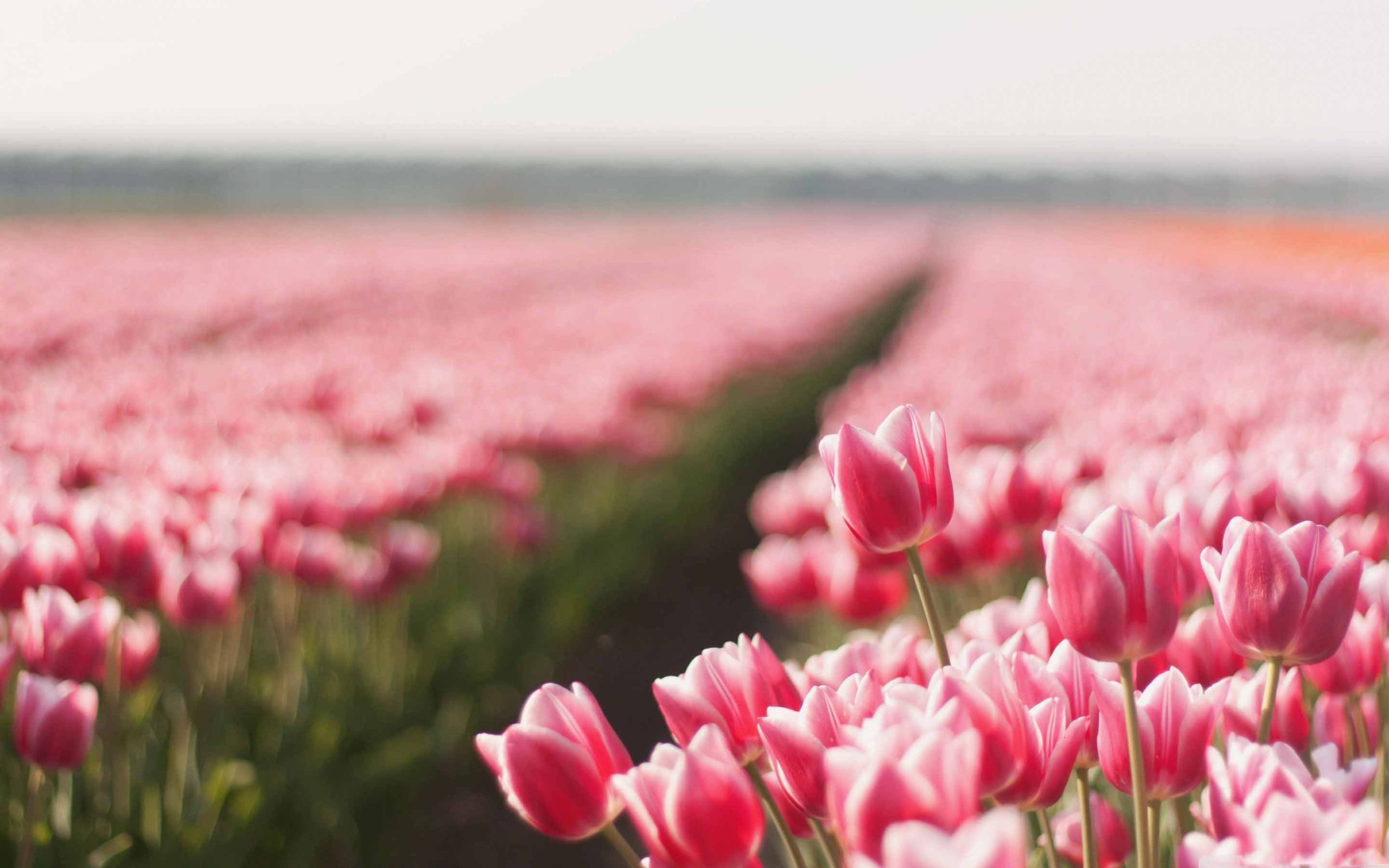 Tulips MacBook Wallpaper