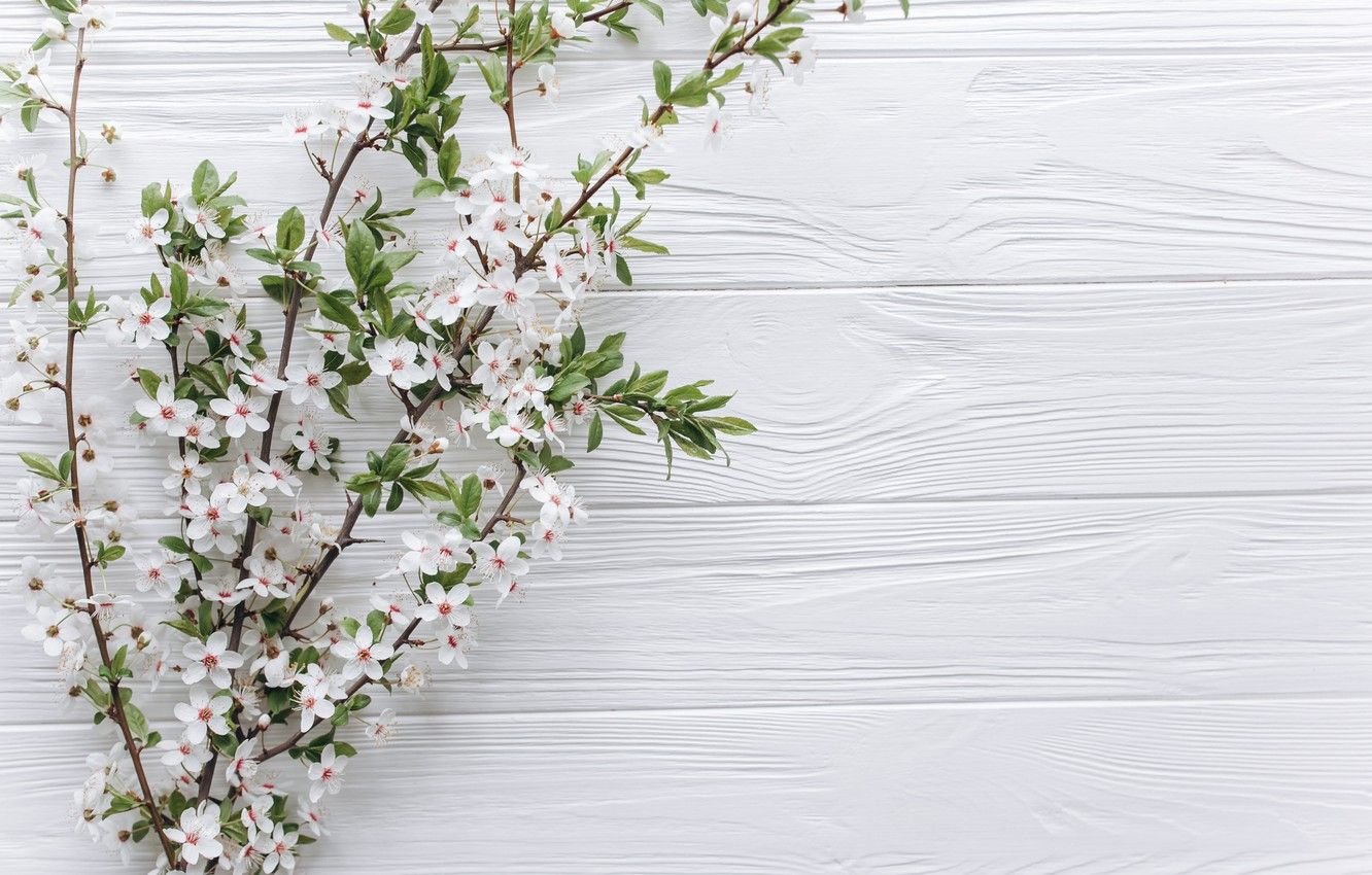 Wallpaper flowers, branches, apple, spring, white, white, Apple, wood, blossom, flowers, romantic, spring, tender image for desktop, section цветы