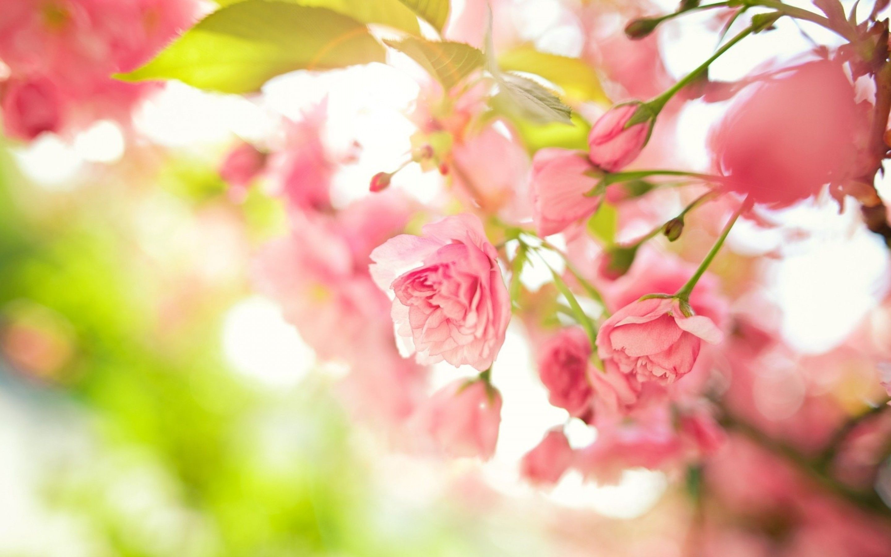 Pink spring flowers HD Wallpaper 15 Retina Macbook Pro