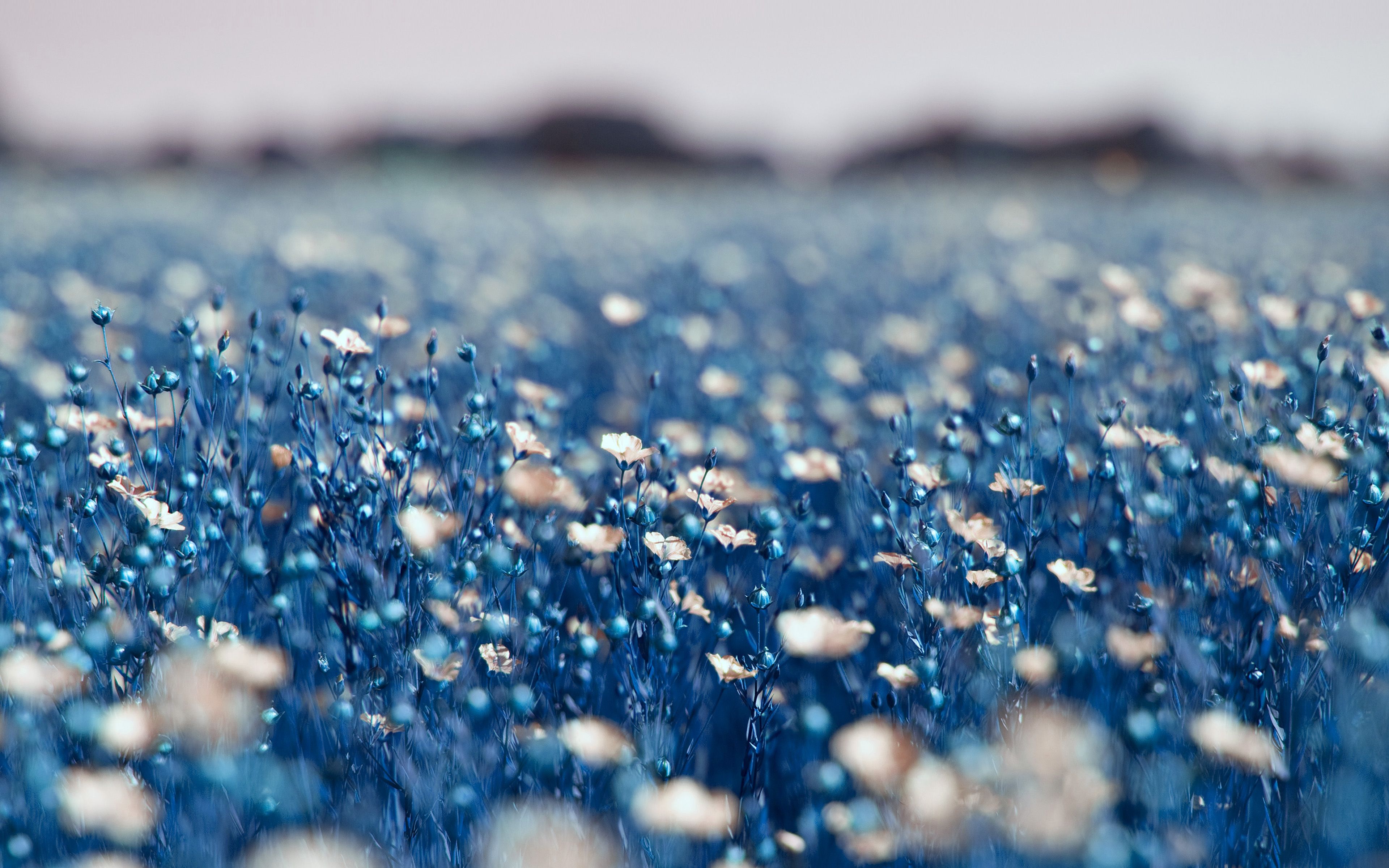 Field Blue Cosmos Flower Spring Nature Wallpaper