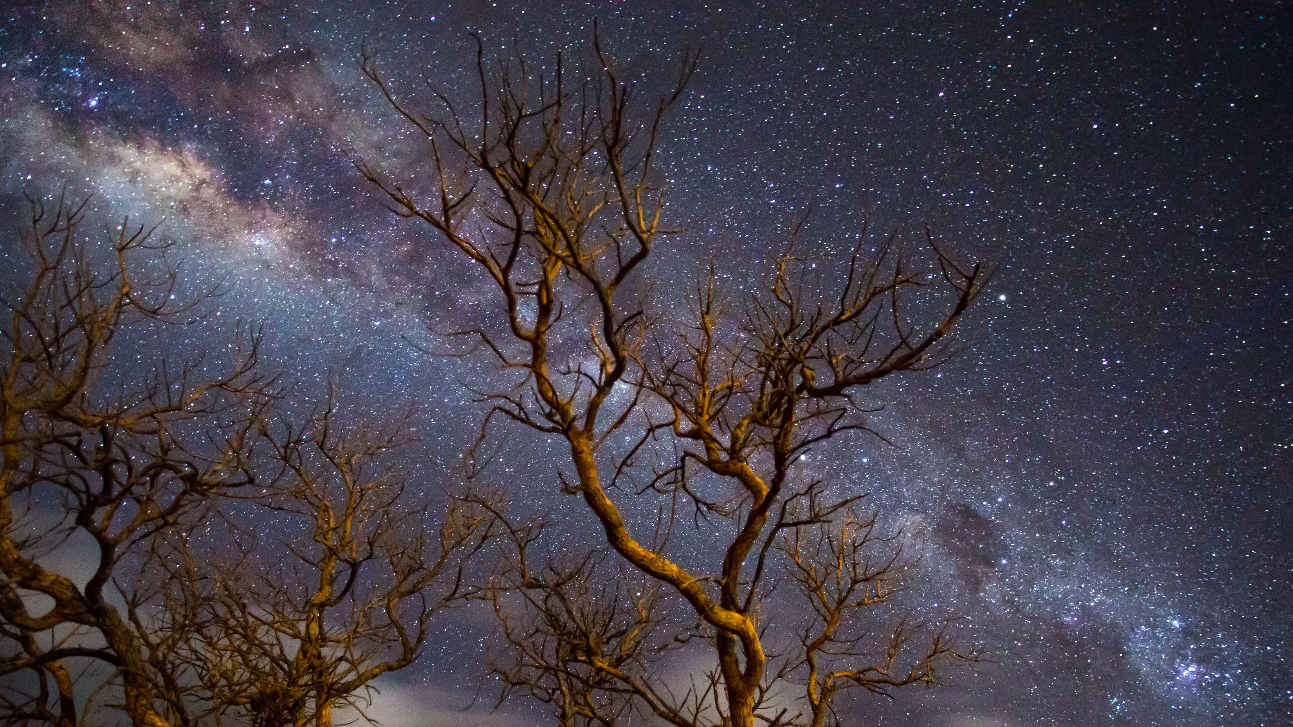 Milky Way Galaxy Tree Dark 4k, HD Nature, 4k Wallpaper, Image, Background, Photo and Picture