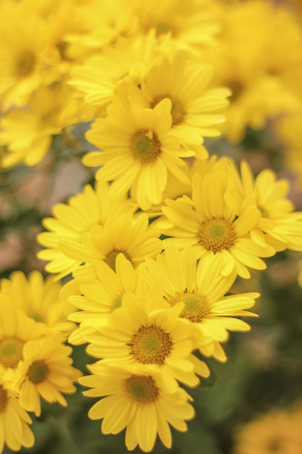 Yellow Flower Picture [HQ]. Download Free Image
