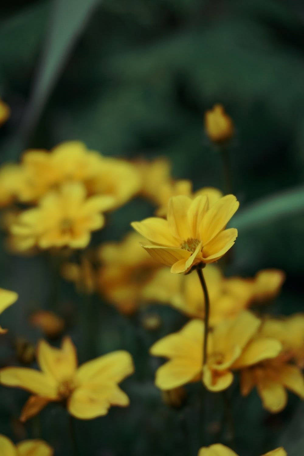 yellow flower in tilt shift lens photo