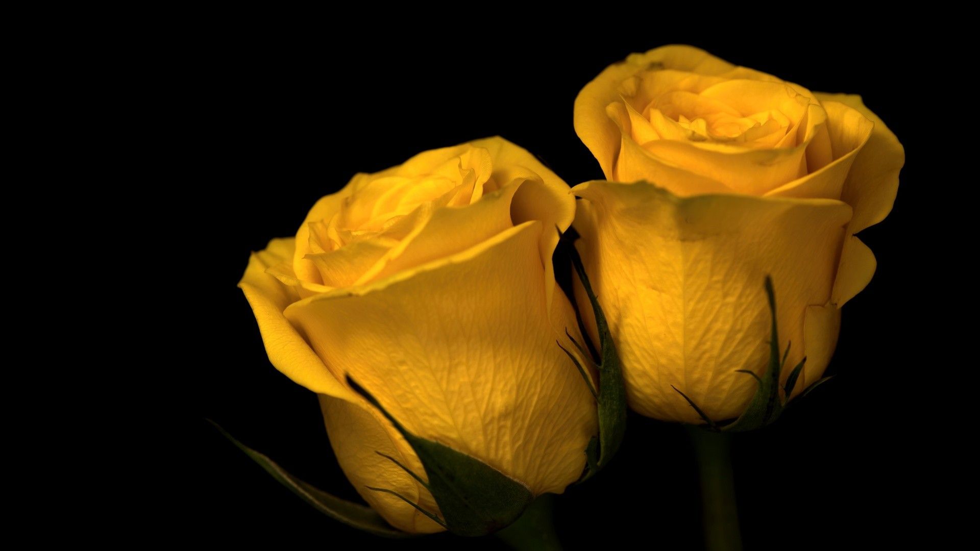Wallpaper, nature, plants, macro, depth of field, rose, yellow flowers, black background 1920x1080