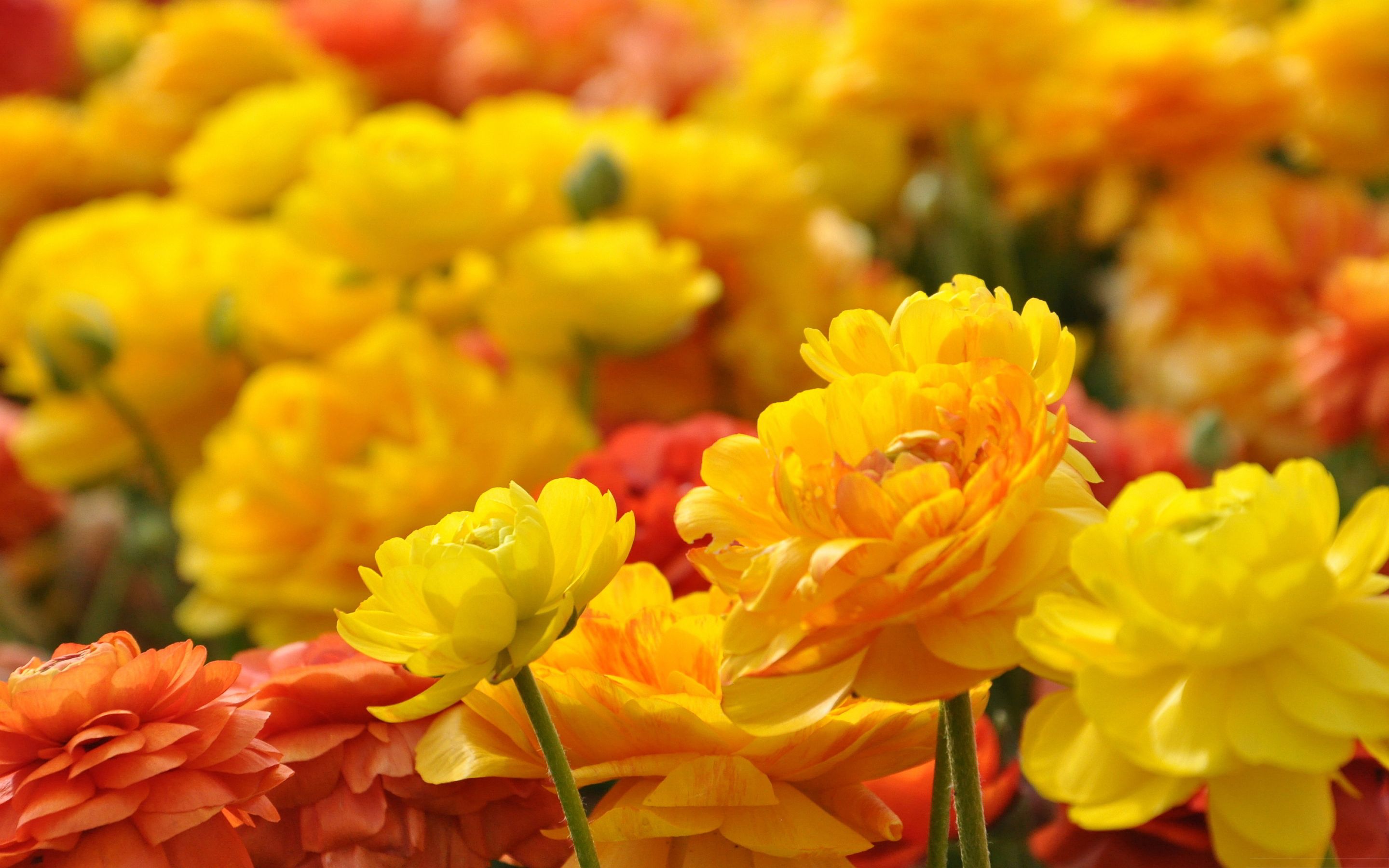 Yellow red flowers HD