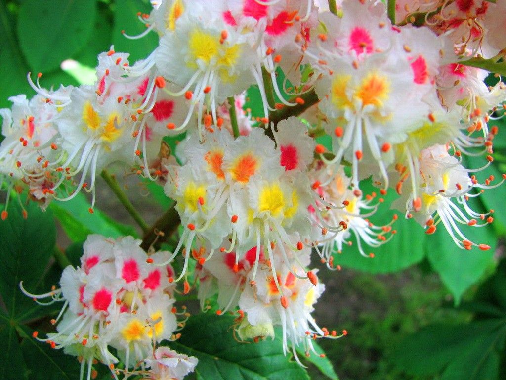 Hd Yellow Flower Wallpaper 1080p Flower HD Wallpaper 1080p Flowers HD Wallpaper