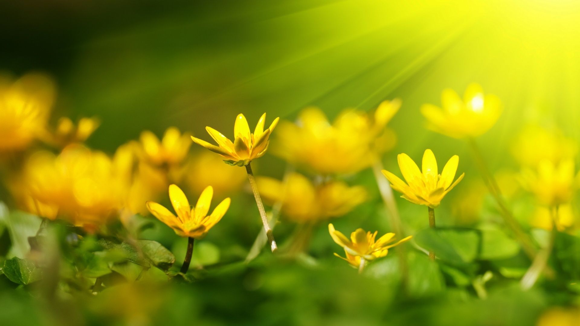 Yellow Flowers Full HD