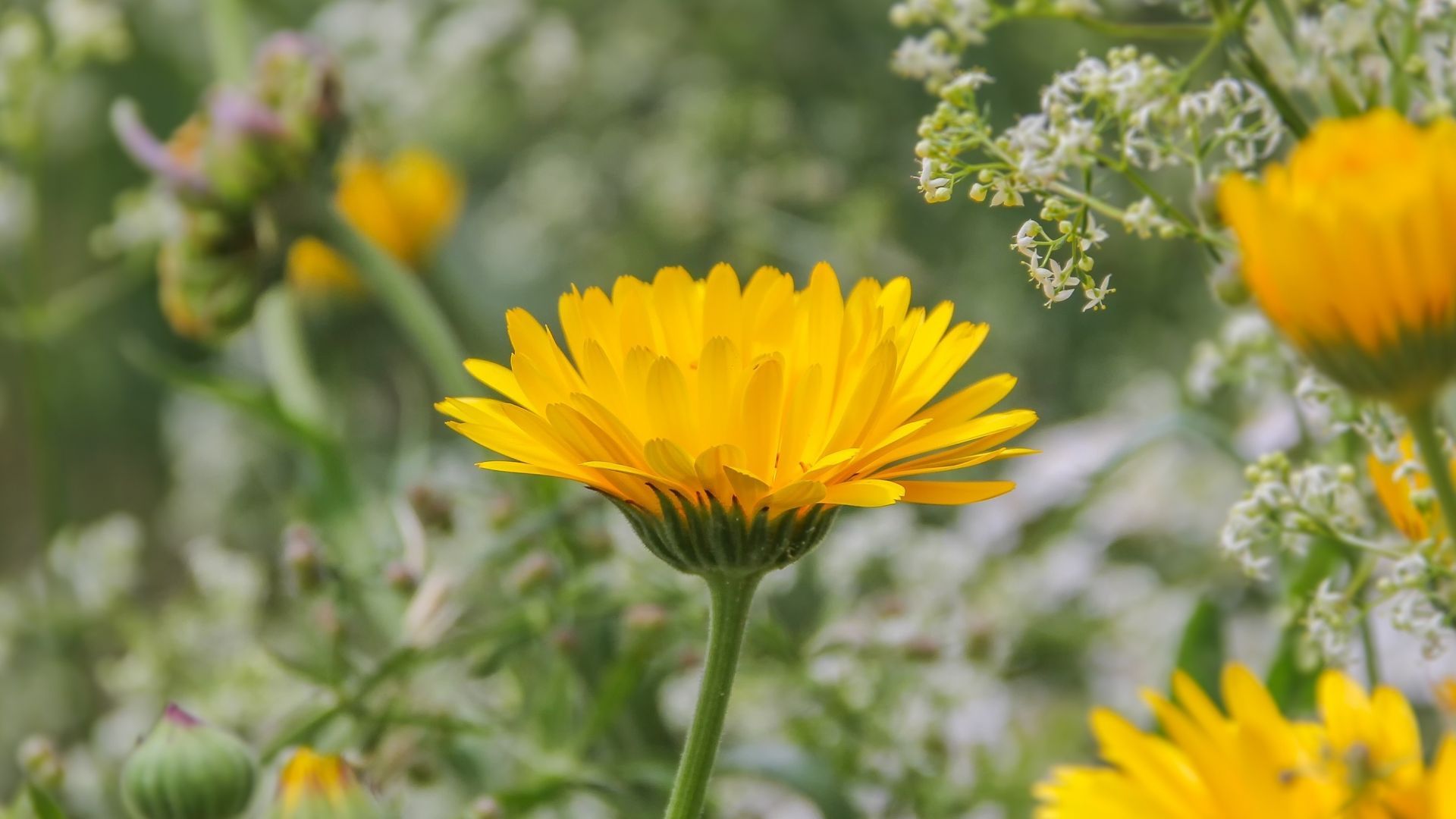 Yellow flowers, meadow, spring, outdoor wallpaper, HD image, picture, background, b08460