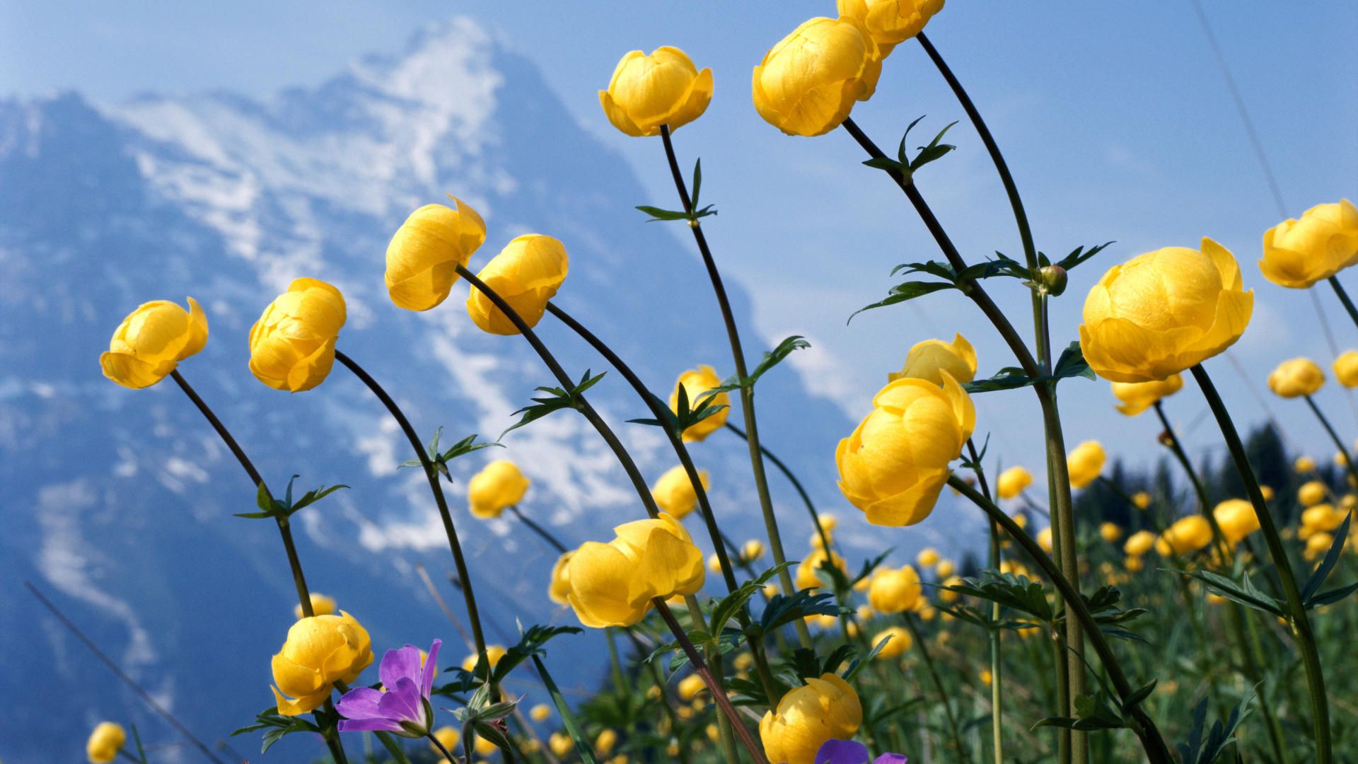 Yellow Flowers Plants HD Wallpapers Wallpaper Cave