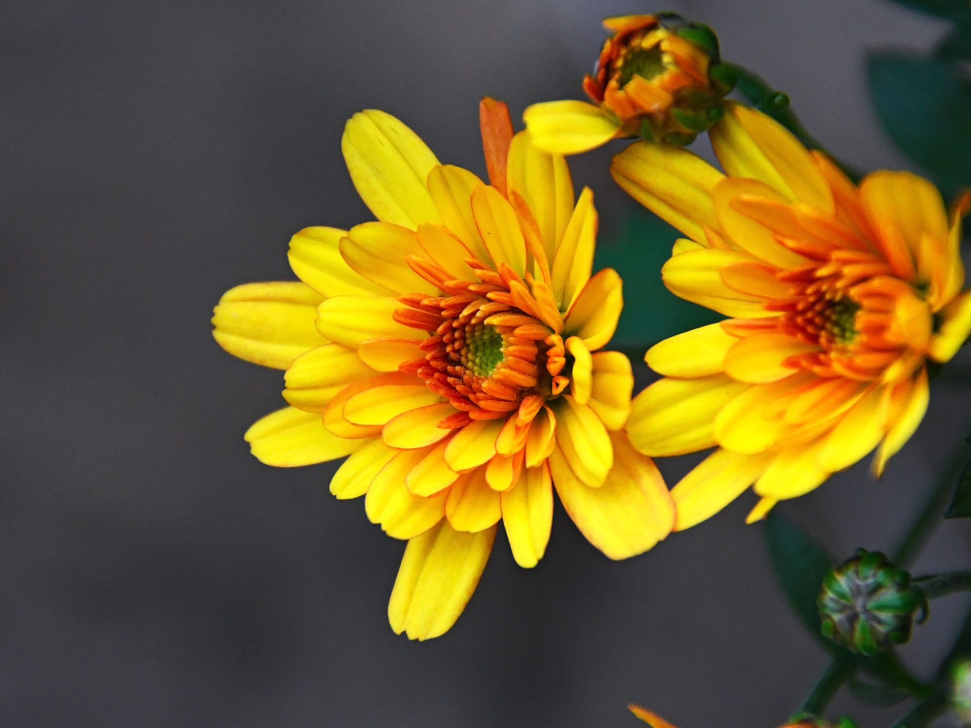 Yellow Flowers Chrysanthemum Autumn Flowers Ornamental Plants Flowers 4k Ultra HD 1610 Desktop Background For Pc & Mac Laptop Tablet Mobile Phone, Wallpaper13.com