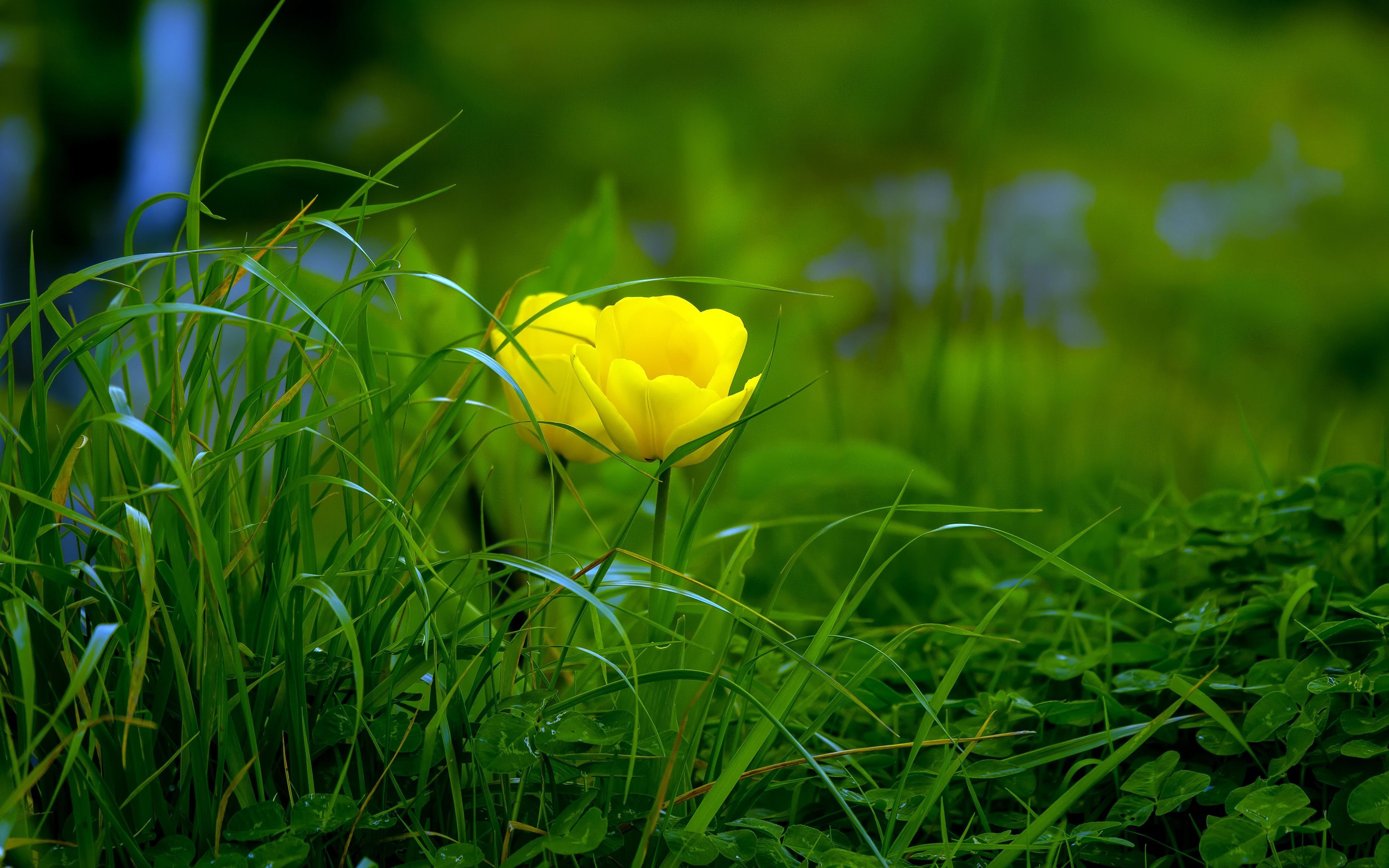 Beautiful Yellow Flowers Plant Nature Photography