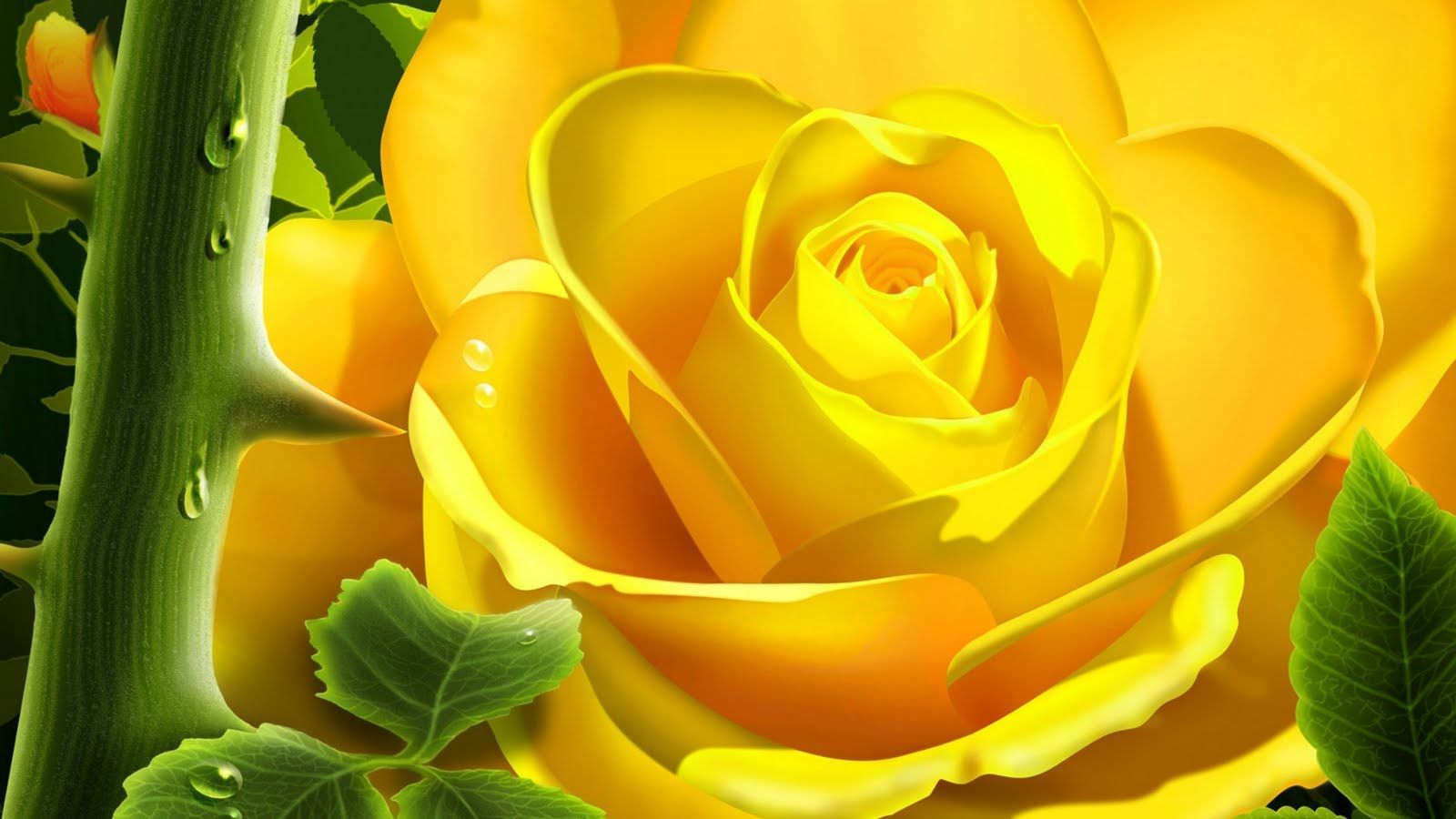 yellow rose flowers picture. Beautiful Rose Flower Wallpaper Background. Desktop Background .. Yellow rose flower, Rose flower picture, Rose flower wallpaper