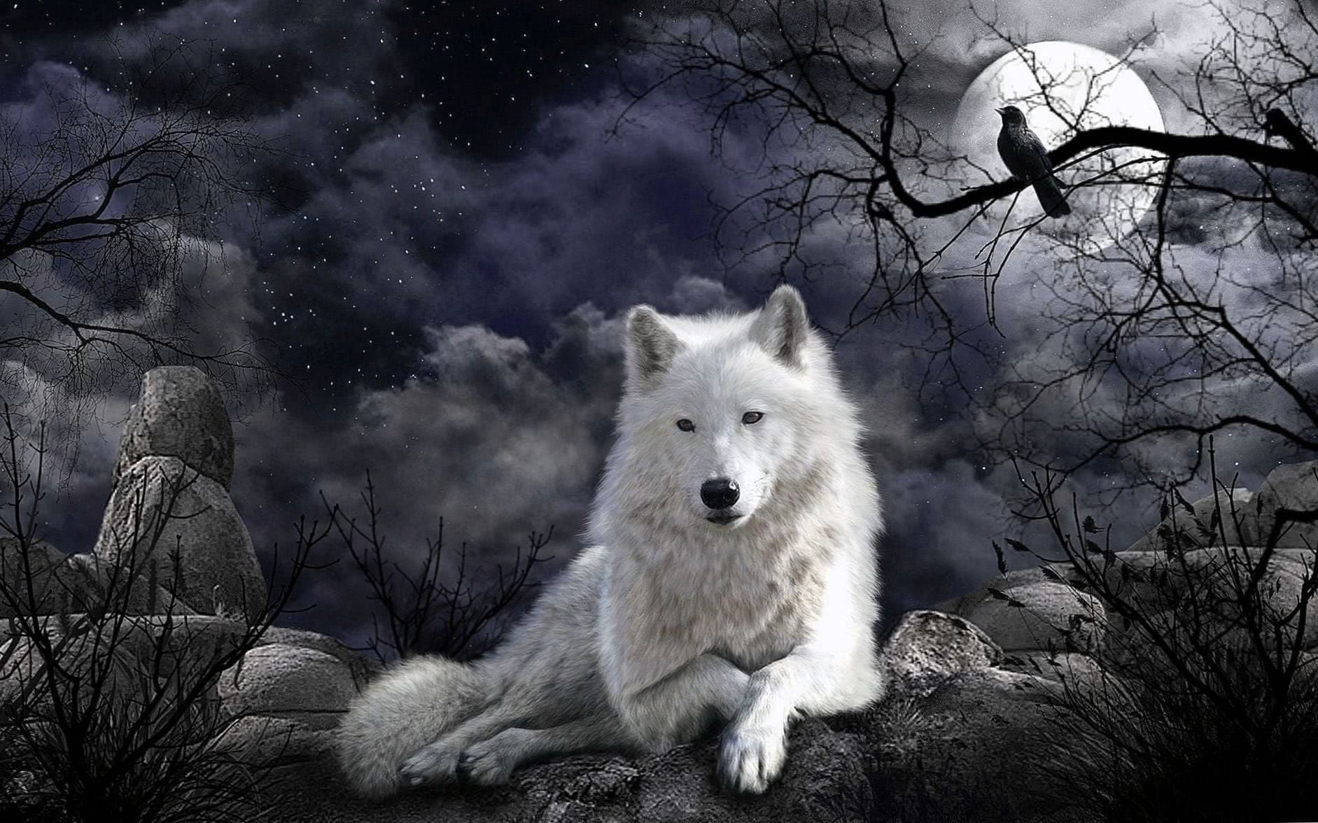 Wolf PC Wallpapers - Wallpaper Cave