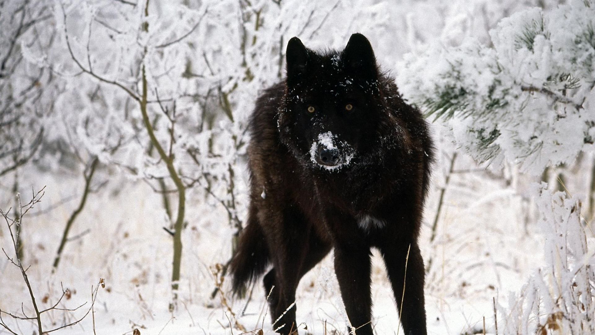 Black Wolf Wallpaper
