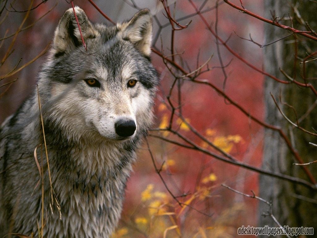 Wolf PC Wallpapers - Wallpaper Cave