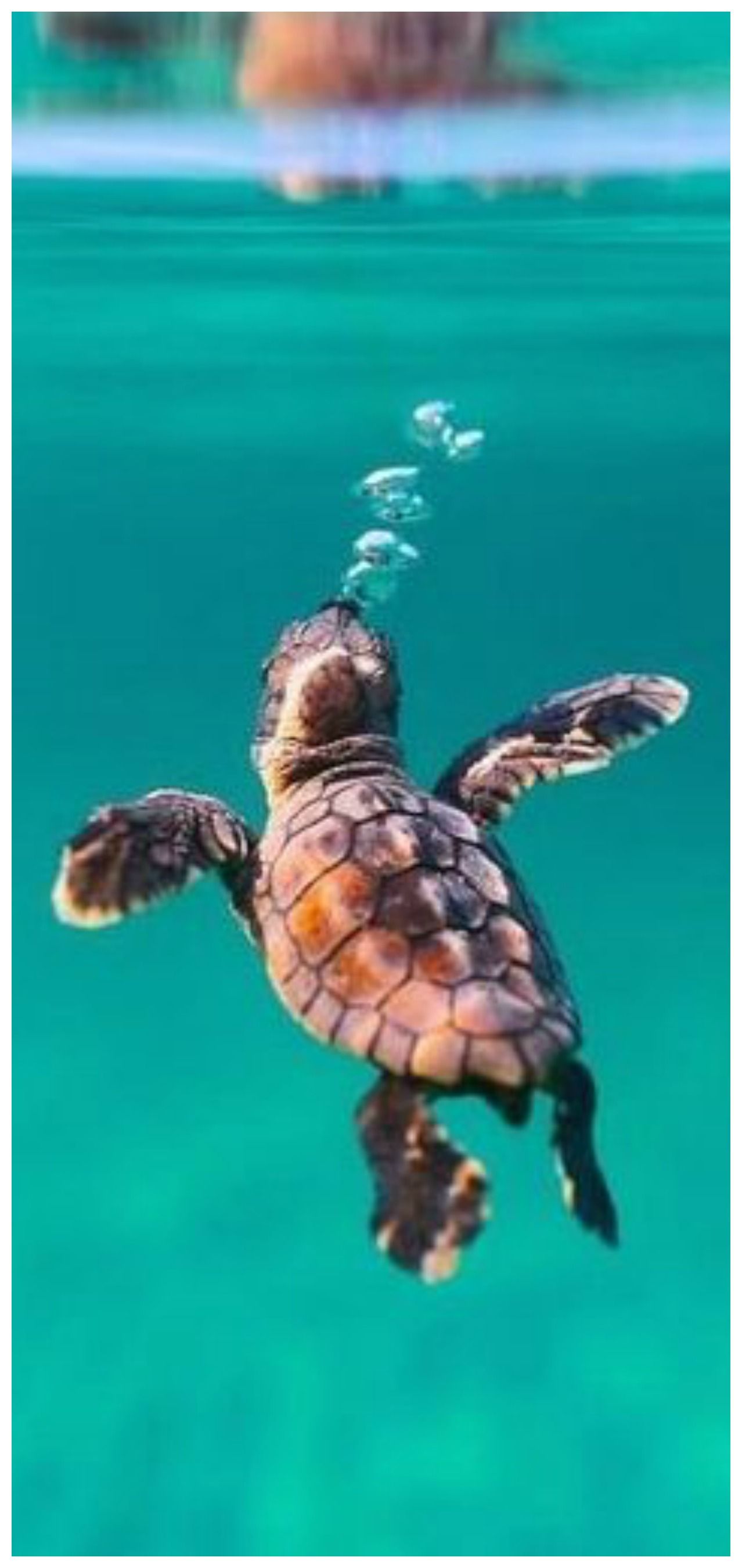 Underwater World. Cute animals, Animals beautiful, Animals