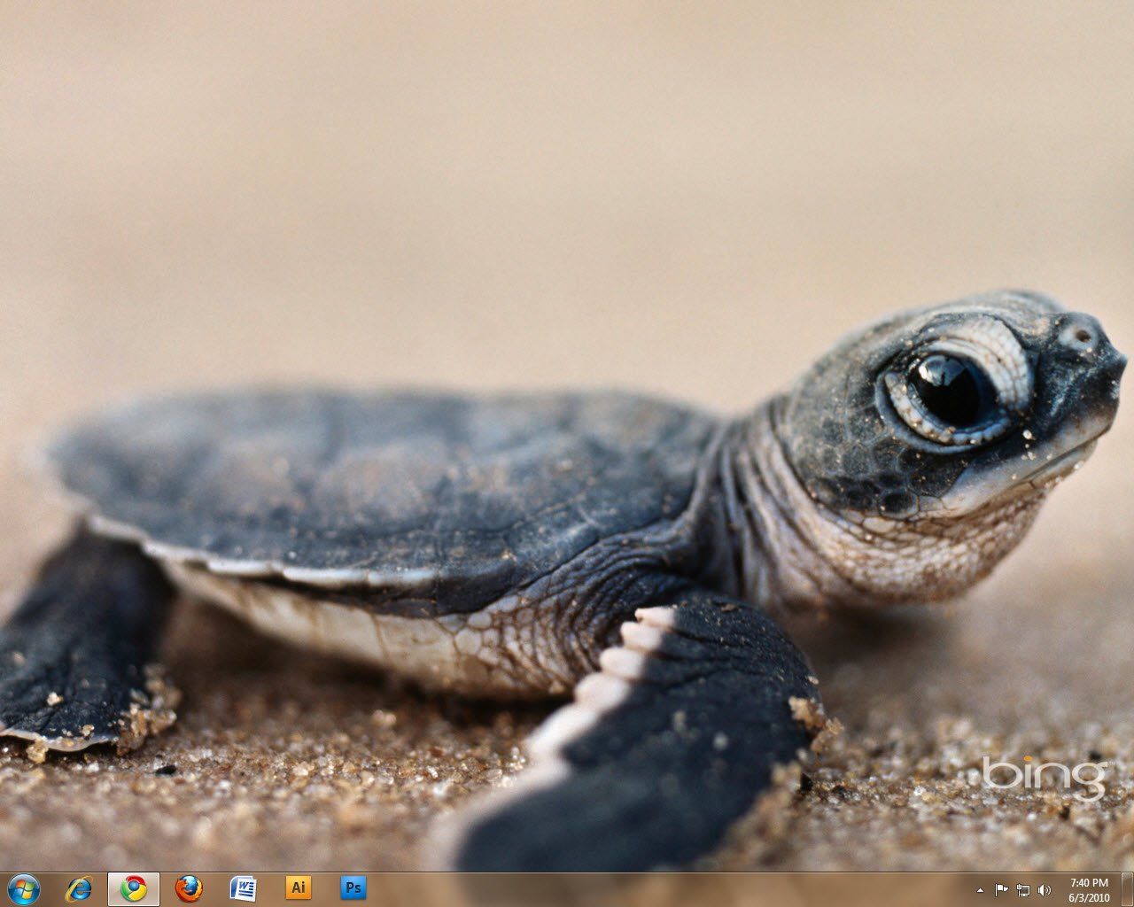 Baby Sea Turtle Wallpaper