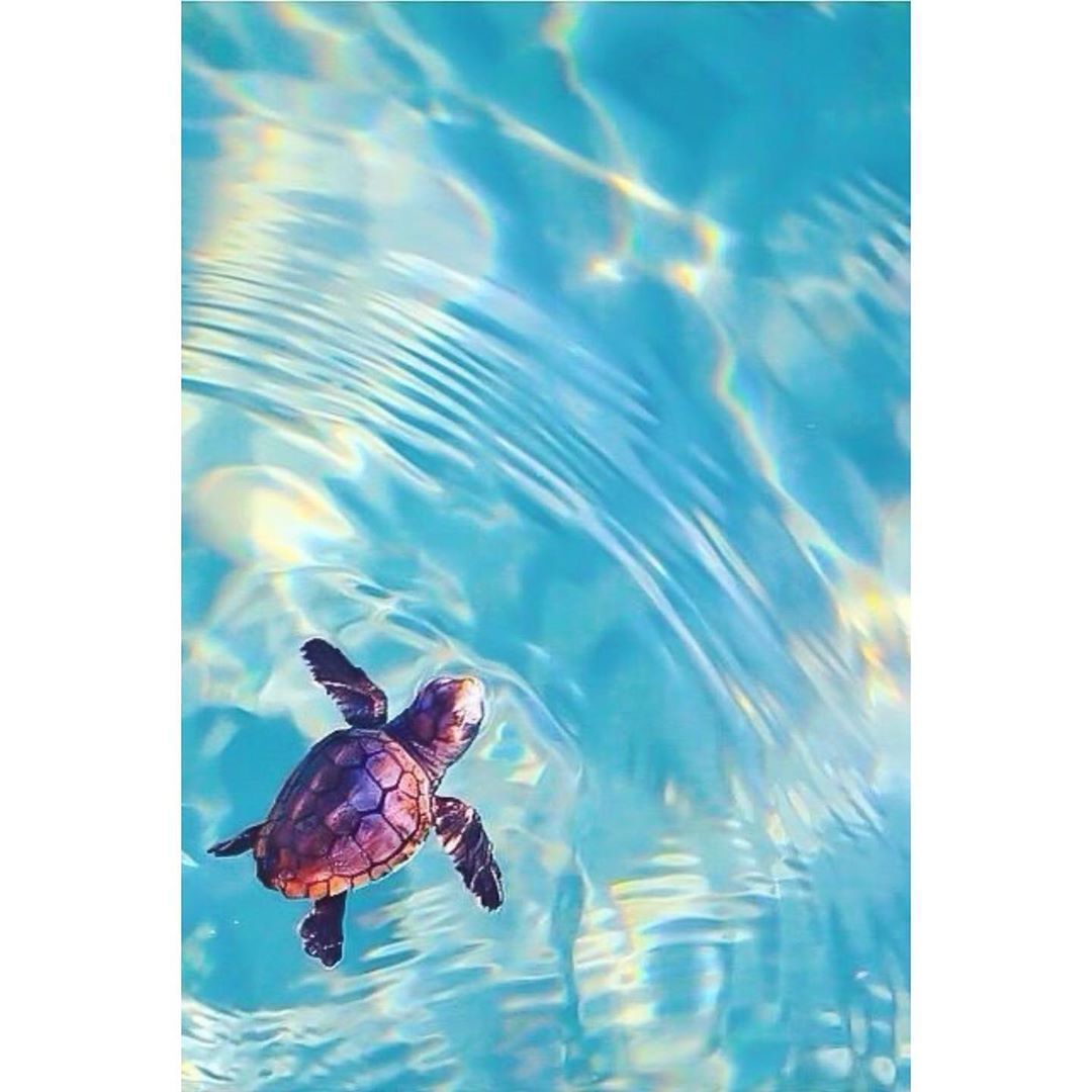 wallpaper #iphonewallpaper #food #carriefiter #fashion #food #iphonewallpaper #photography #street #sty #style. Animals beautiful, Animals, Cute animals