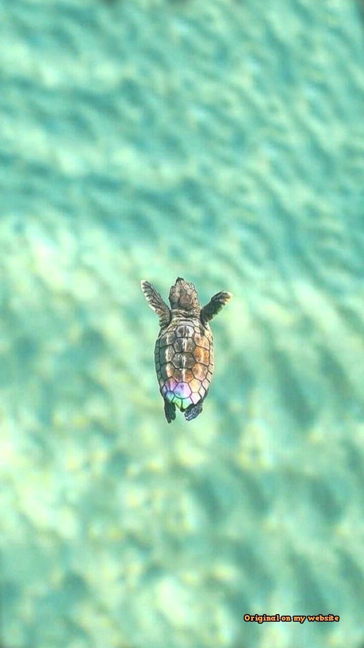 Newest For Baby Cute Turtle Wallpaper iPhone