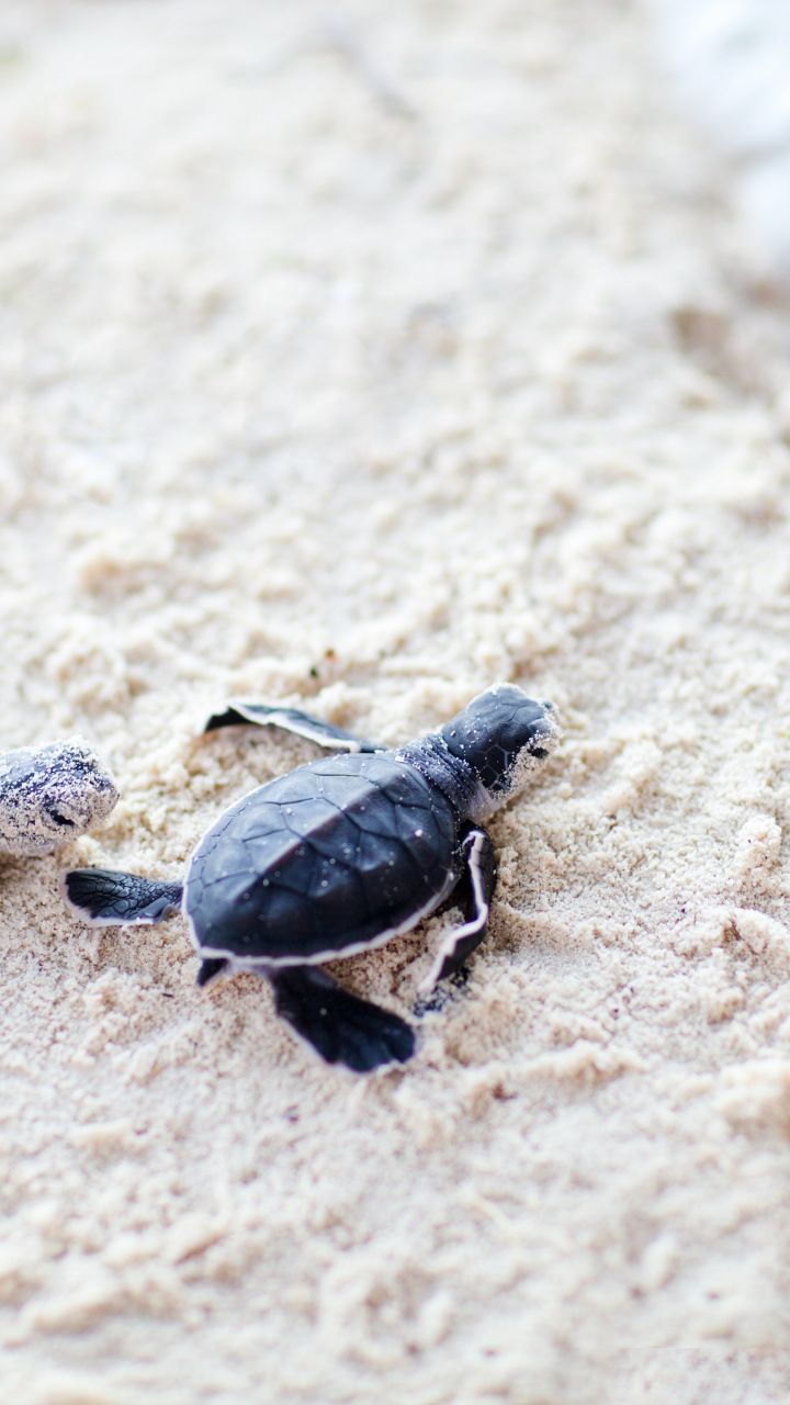 iPhone Wallpaper. Cute baby turtles, Turtle wallpaper, Sea turtle wallpaper