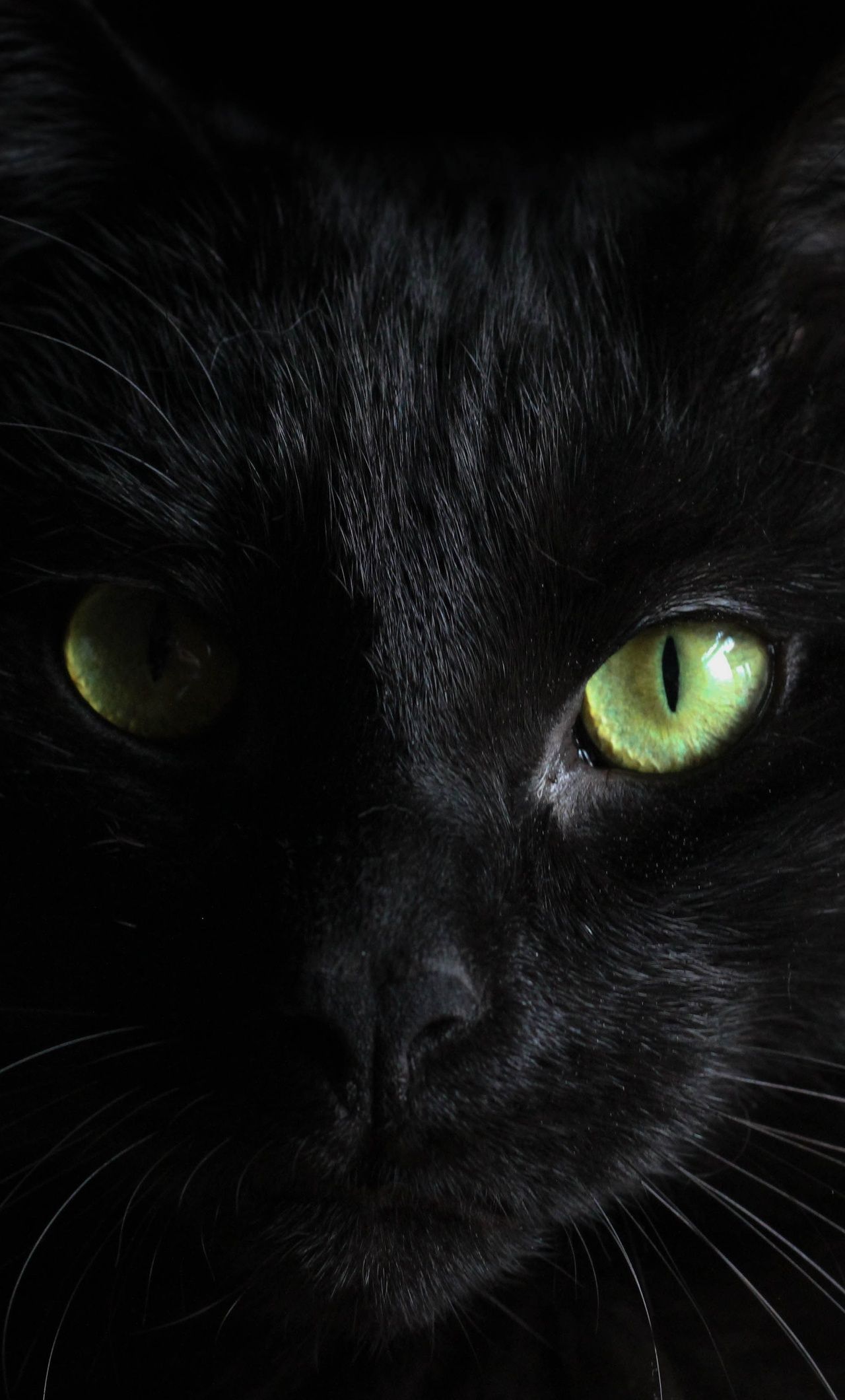 Black Cat Green Eyes iPhone HD 4k Wallpaper, Image, Background, Photo and Picture