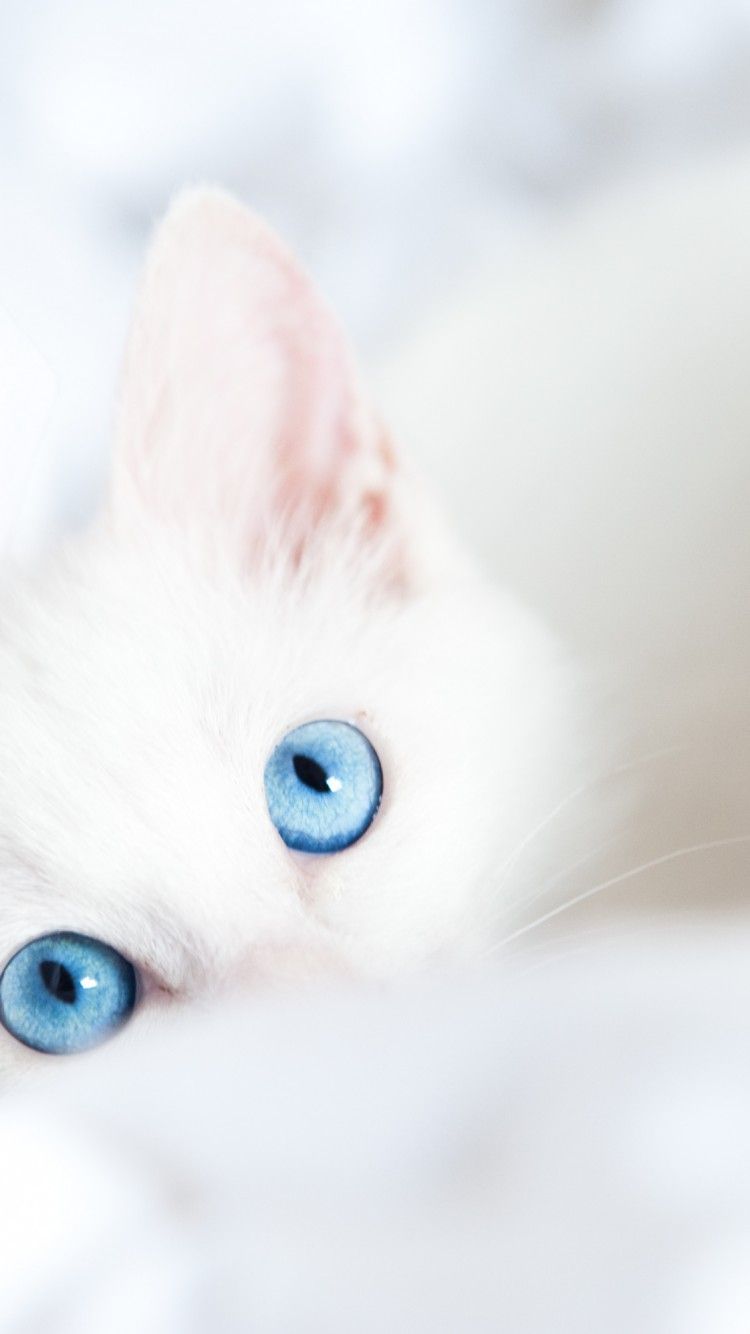iPhone Wallpaper White Cat