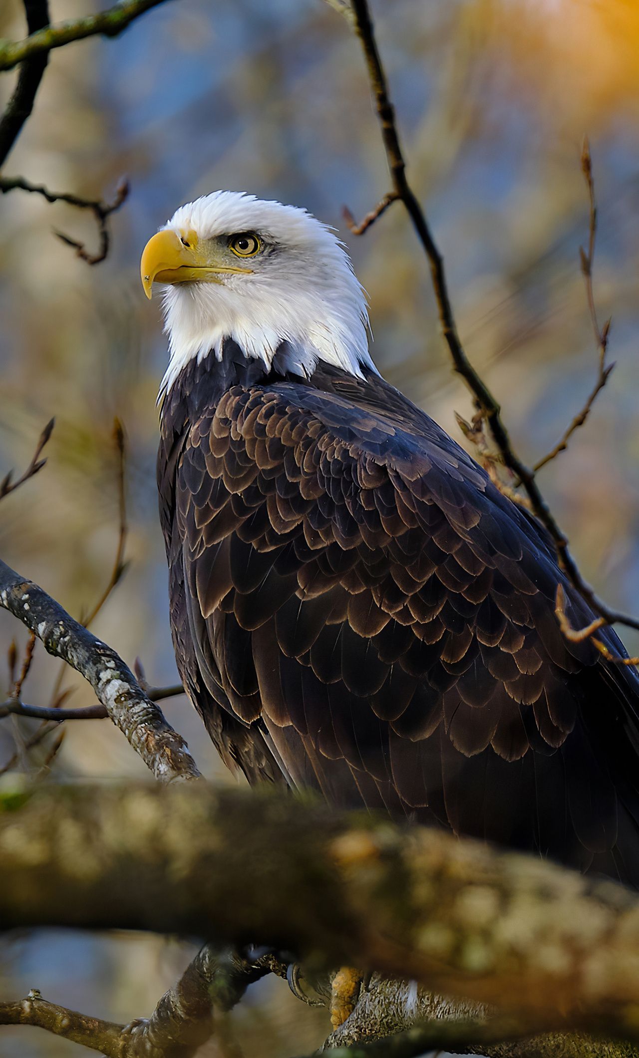 Bald Eagle Hawk 4k iPhone HD 4k Wallpaper, Image, Background, Photo and Picture