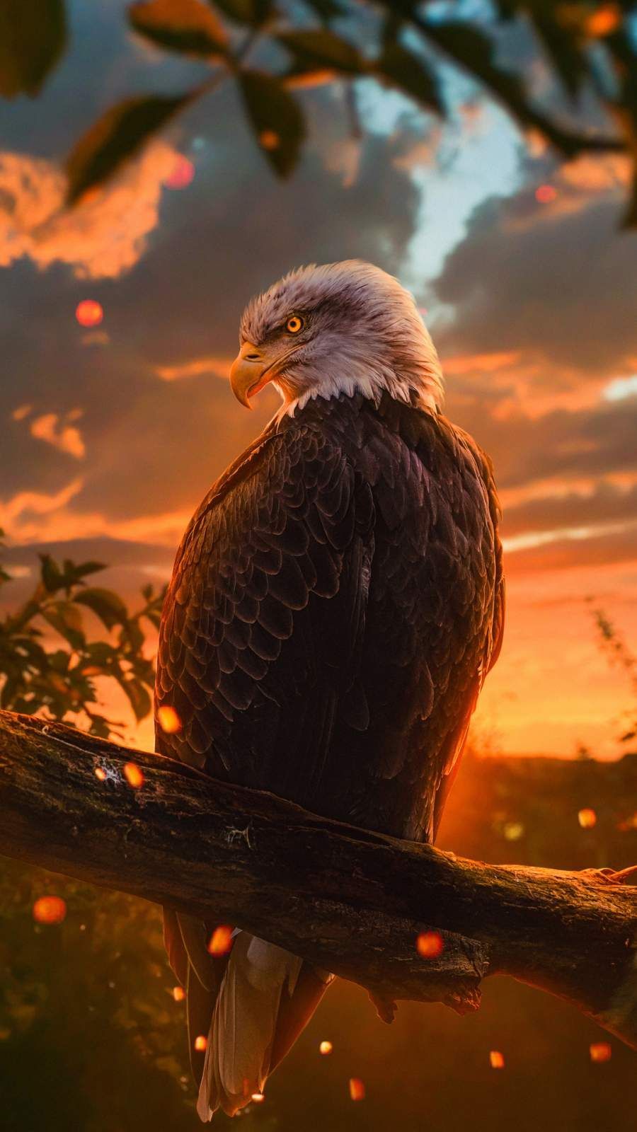 Golden Eagle iPhone Wallpaper. Eagle wallpaper, Bald eagle, Wild animal wallpaper