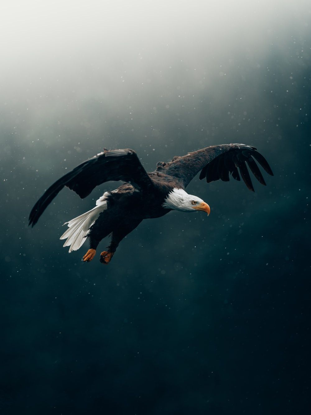 Black eagle HD wallpapers | Pxfuel
