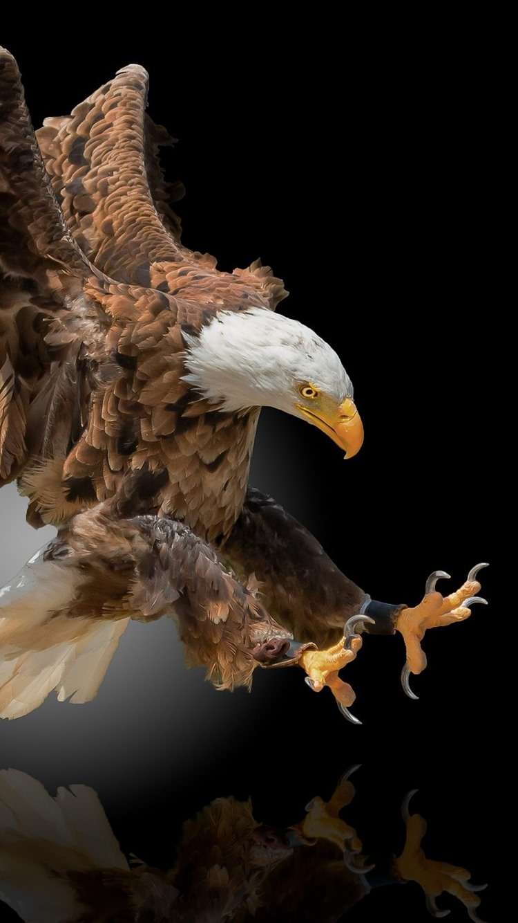 Flight Of Freedom Bald Eagle iPhone Wallpapers Free Download