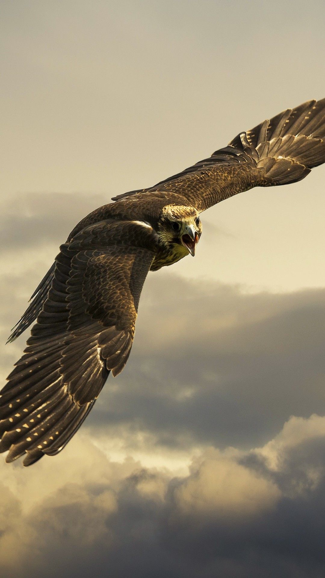 1080x1920 hawk, birds, hd, eagle for iPhone 8 wallpaper