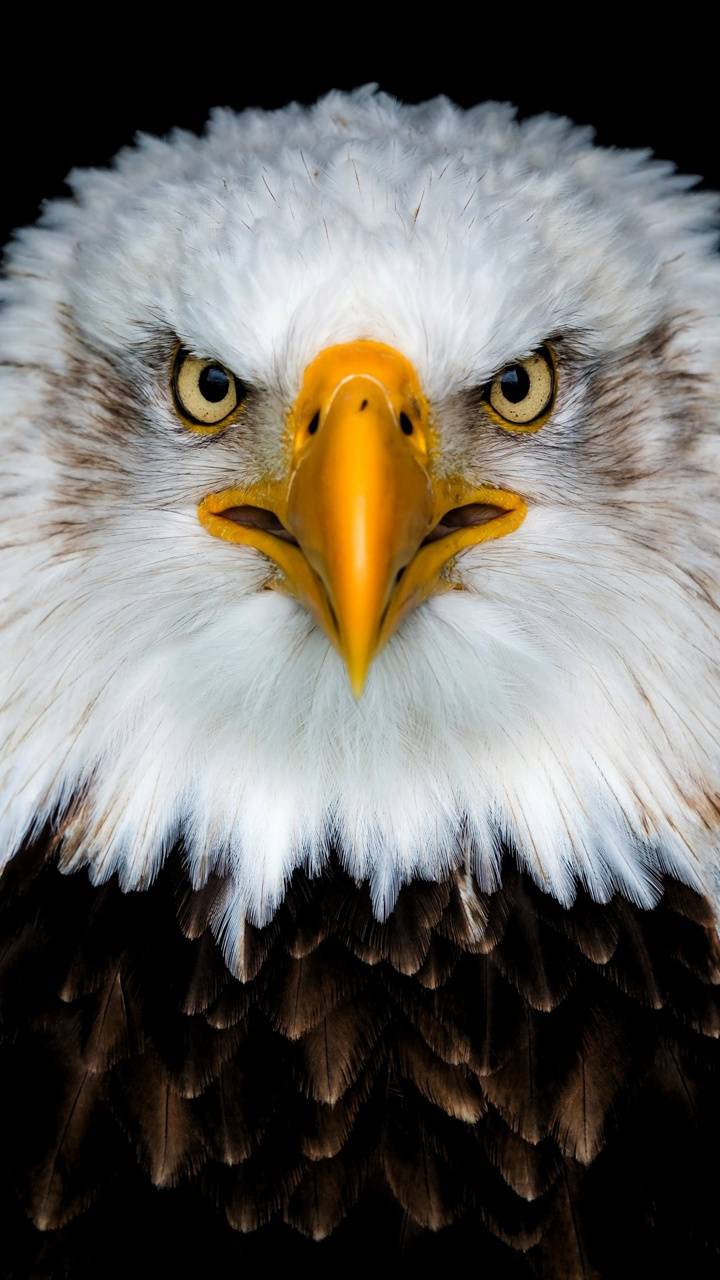 Download 4k Eagle HD Wallpaper and Background