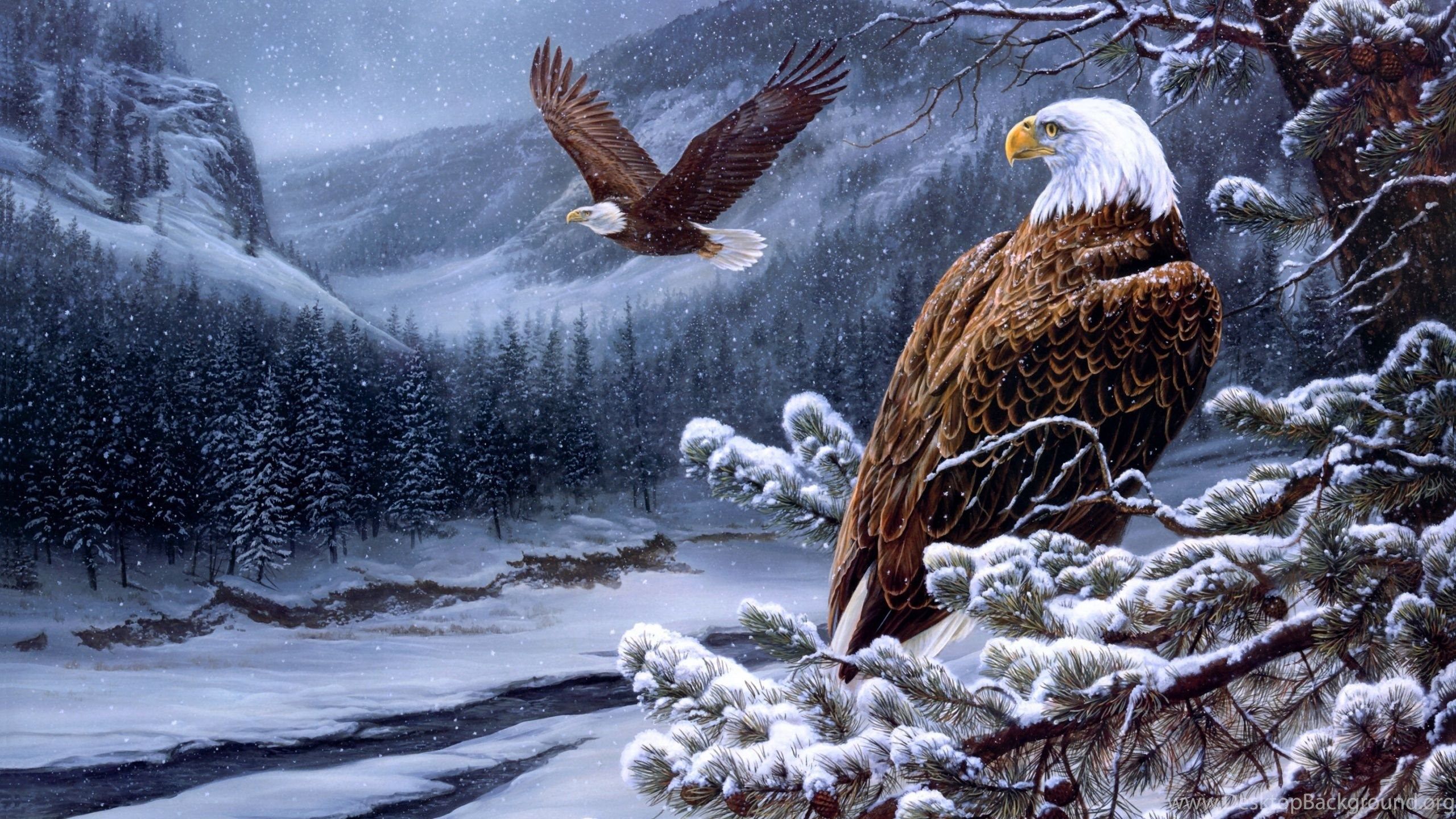 Flying Bald Eagle Uhd Wallpaper Ultra High Definition. Desktop Background