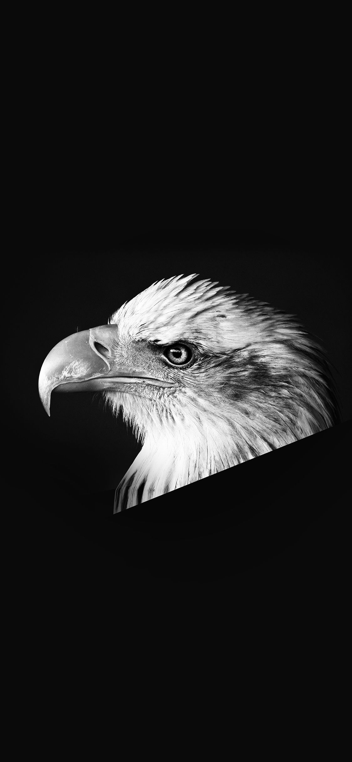 Eagle Dark Animal Bird Face Bw Wallpaper