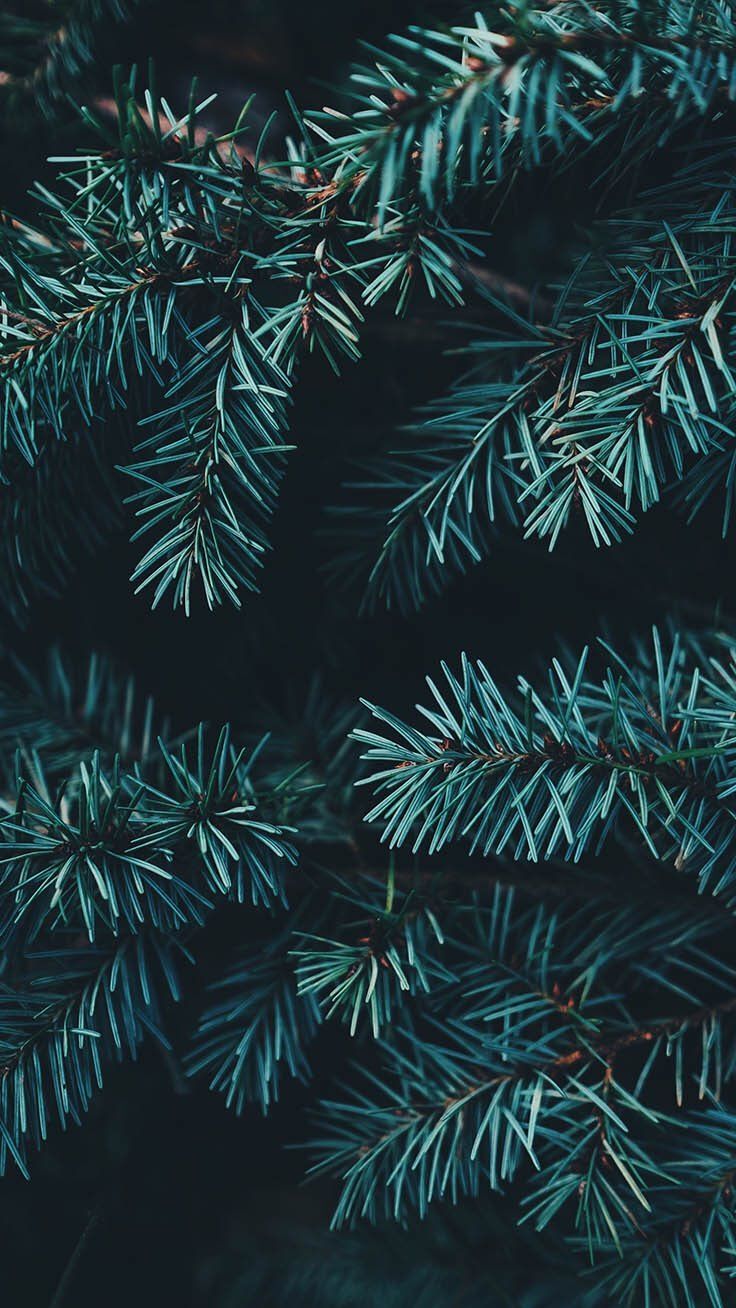 iPhone and Android Wallpaper: Pine Tree Background for iPhone and Android. Wallpaper iphone, Baggrund, Baggrunde