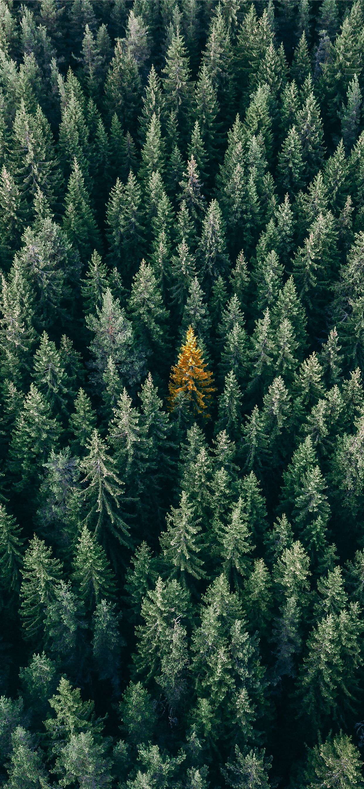 aerial photo of pine trees iPhone 11 Wallpaper Free Download