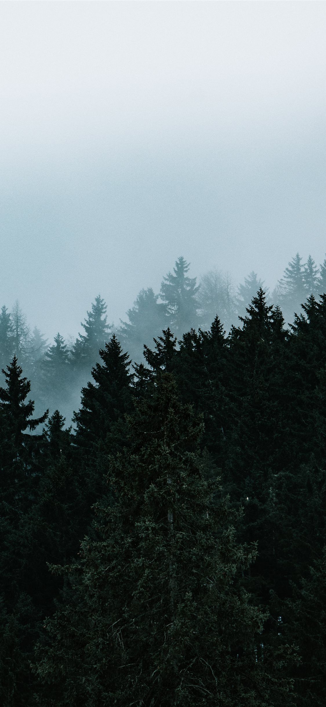 green pine trees under white sky #tree #nature #grey #iPhoneXWallpaper. iPhone wallpaper sky, Mkbhd wallpaper, Wallpaper iphone love
