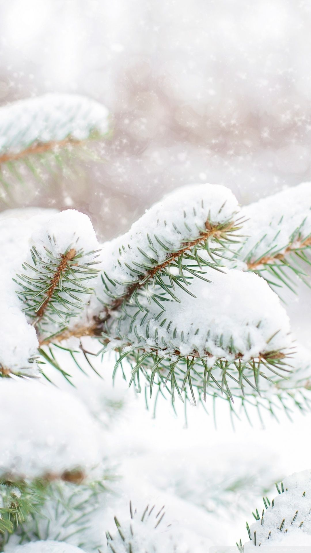Snowy Pine Trees iPhone Wallpaper