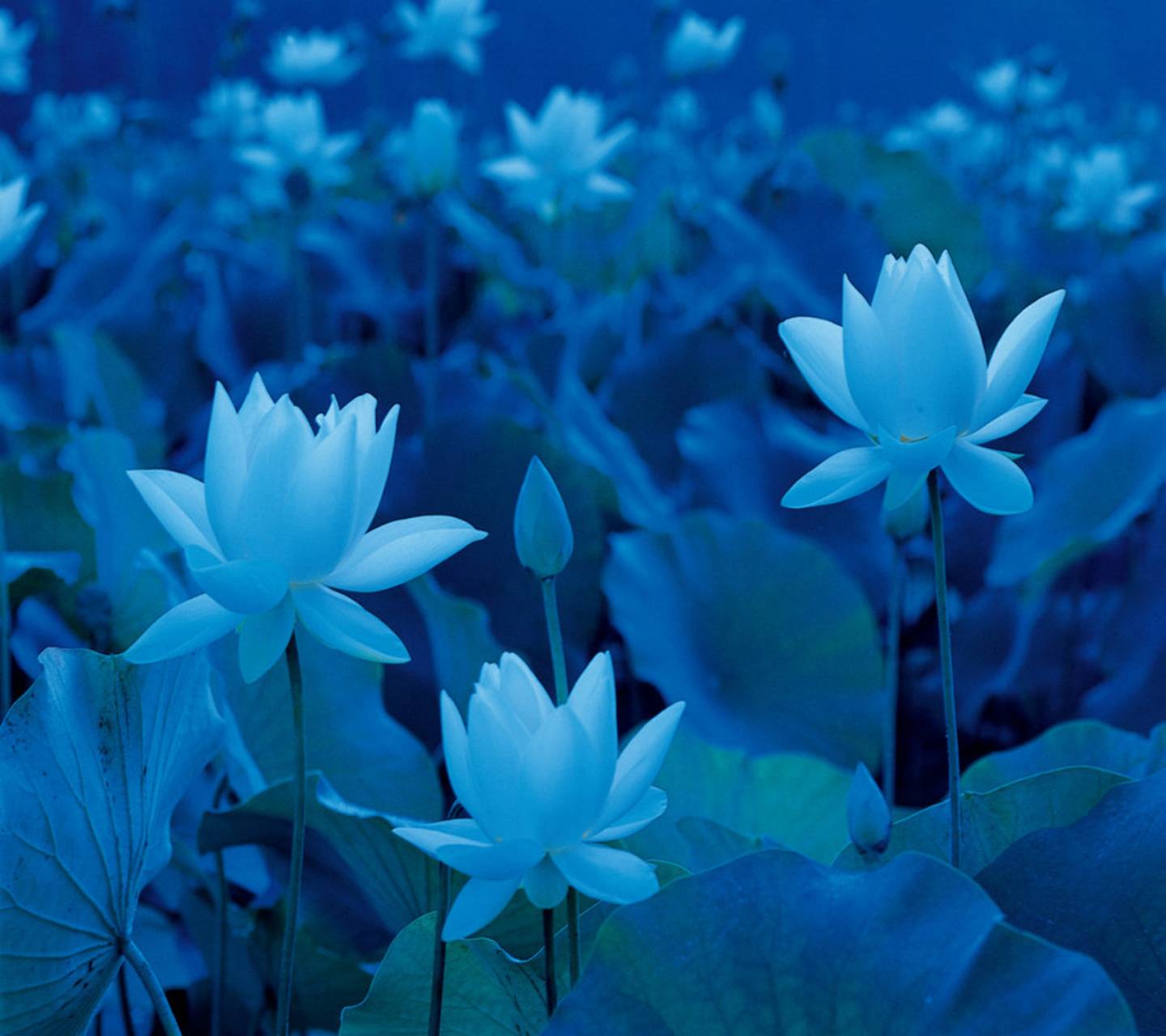 Moon sky night lotus flowers stars and background Blue Lotus HD wallpaper   Pxfuel
