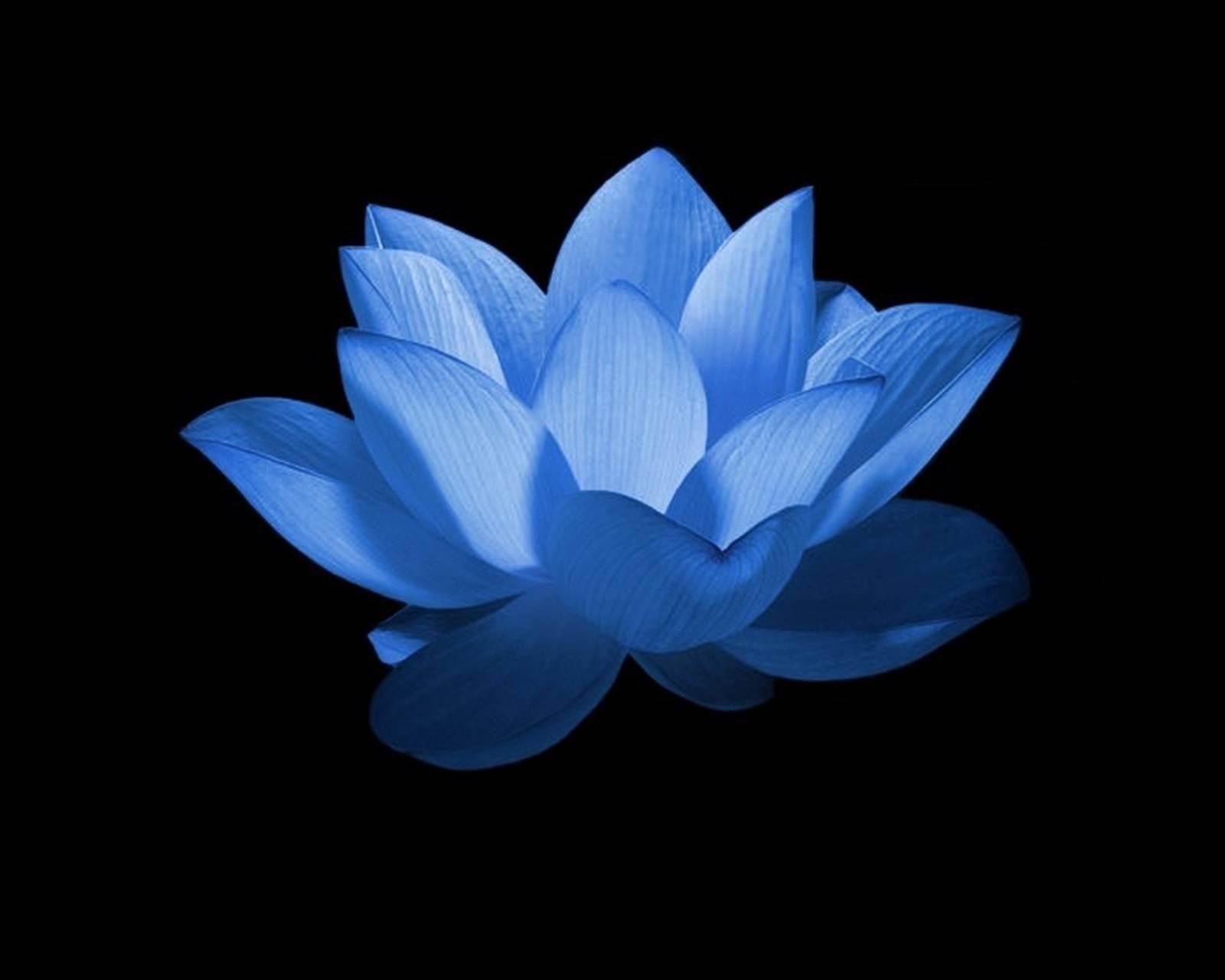 Small Blue Lotus Flower Wallpaper Free Small Blue Lotus Flower Background