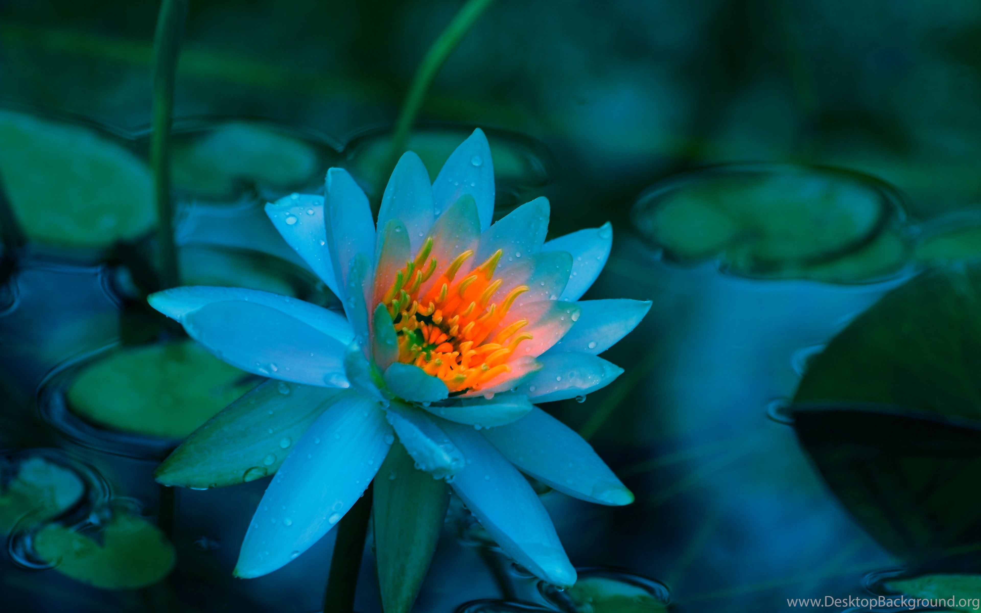 Blue Lotus Flower Wallpaper Lotus Flower Picture & Image Desktop Background