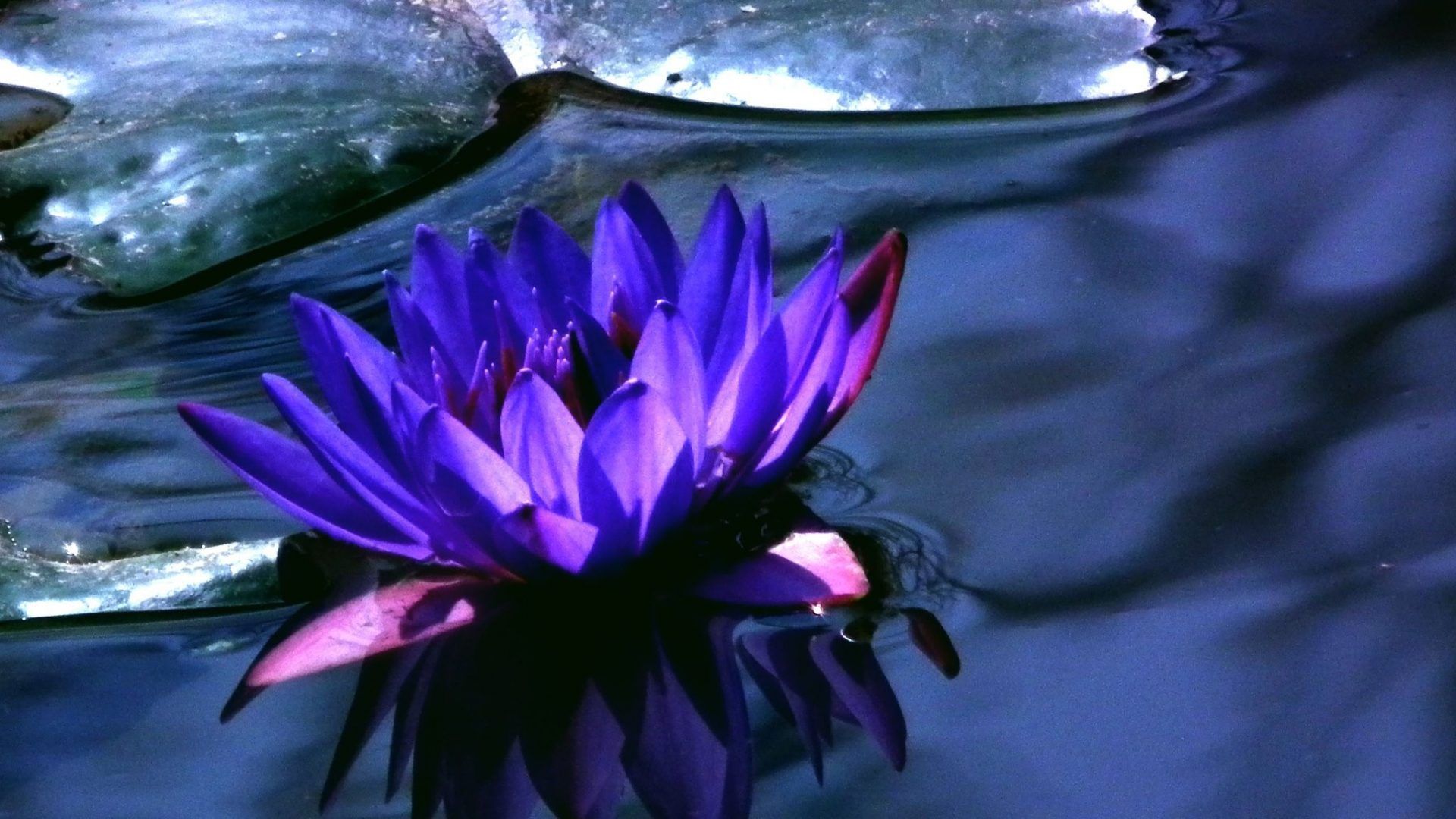 iPhone Blue Lotus Flower Wallpaper