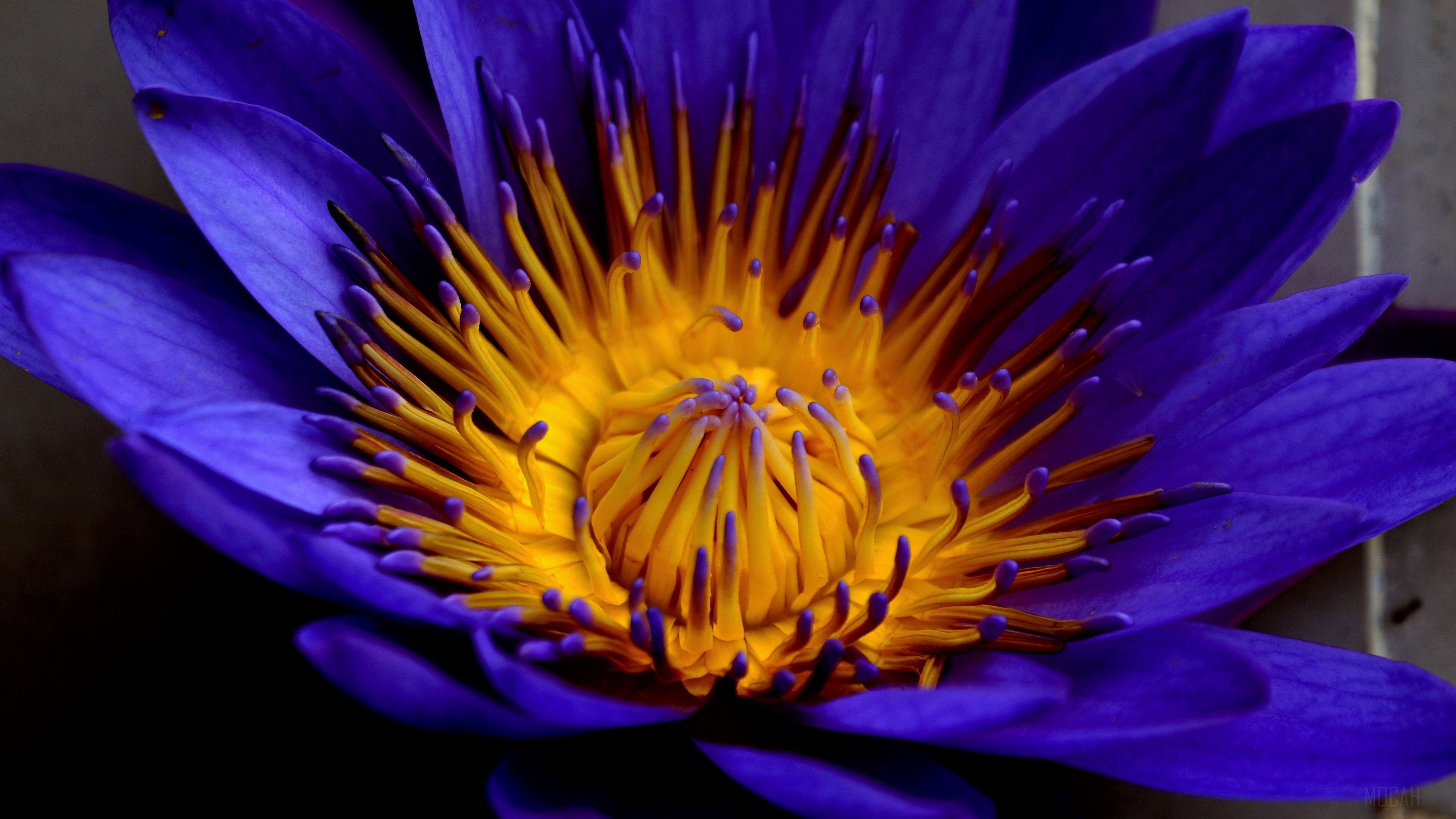 Blue lotus HD wallpaper, Background
