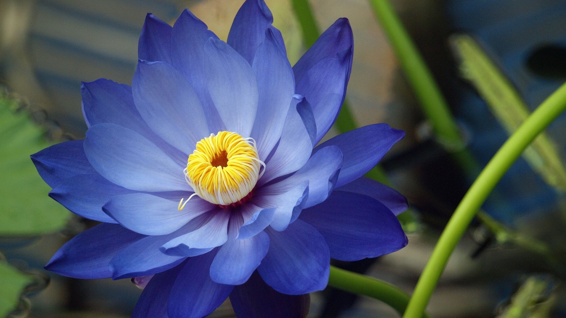 Desktop Wallpaper Blue Lotus #h506679. Flowers HD Image