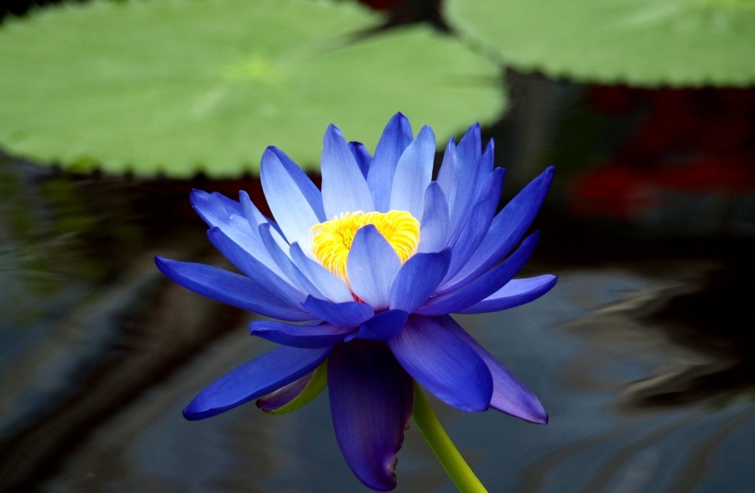 Lotus Flower Image HD Wallpaper Download