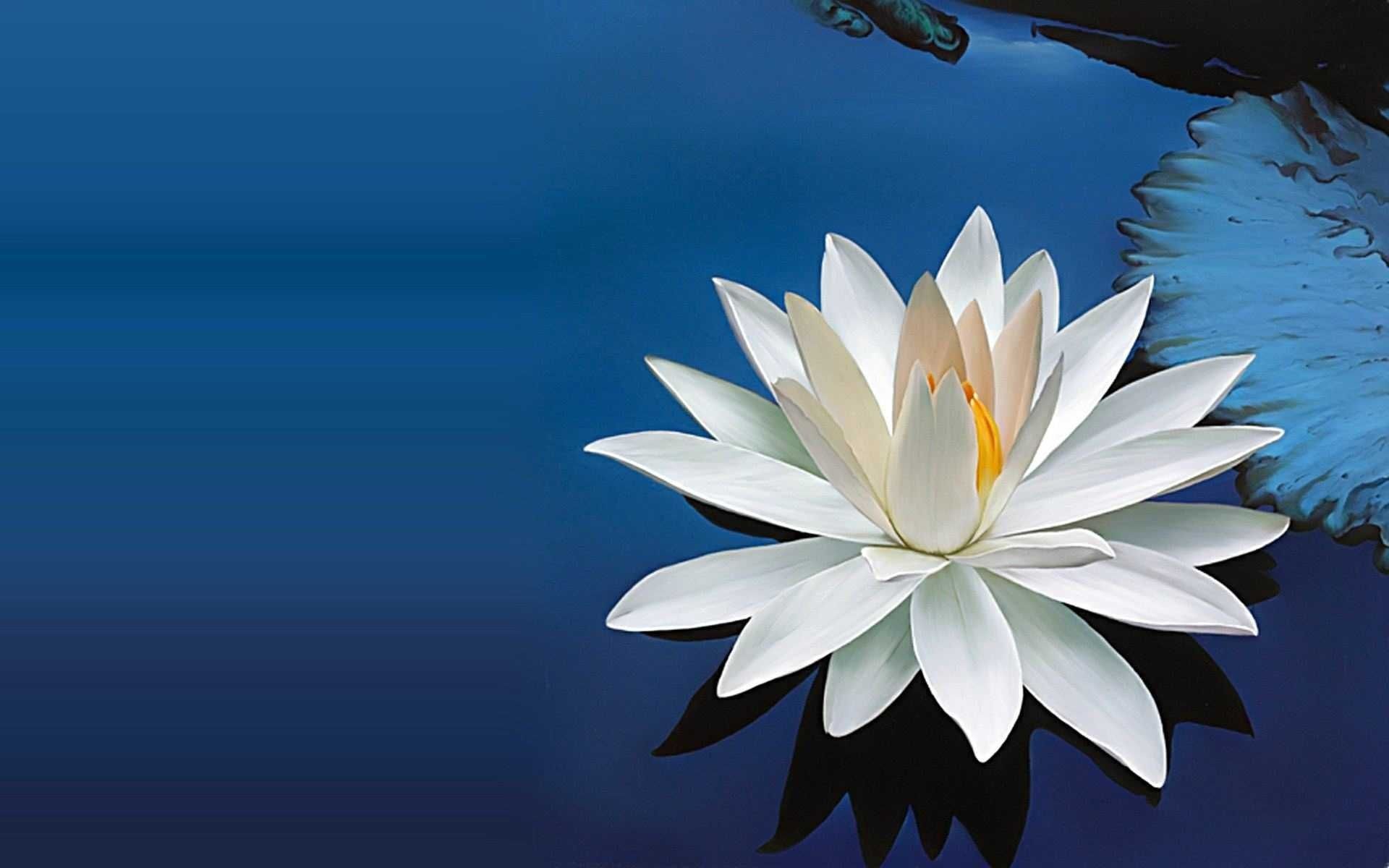 Lotus Flower Wallpaper background picture
