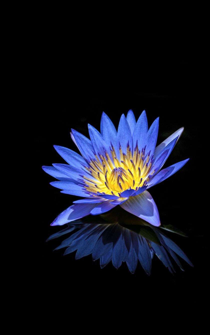 iPhone Blue Lotus Wallpaper