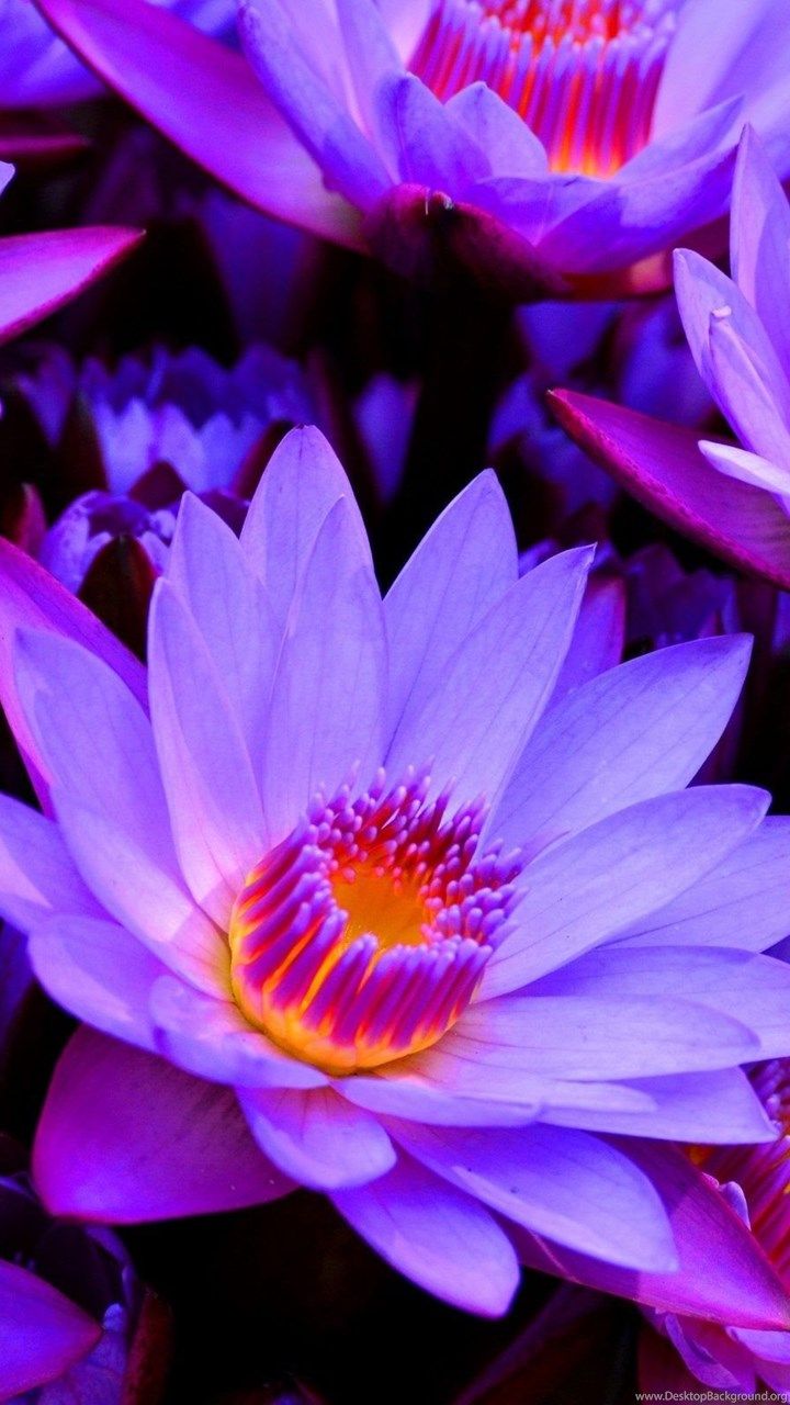 Blue Lotus Flower Wallpaper HD For Desktop In High Resolution Desktop Background